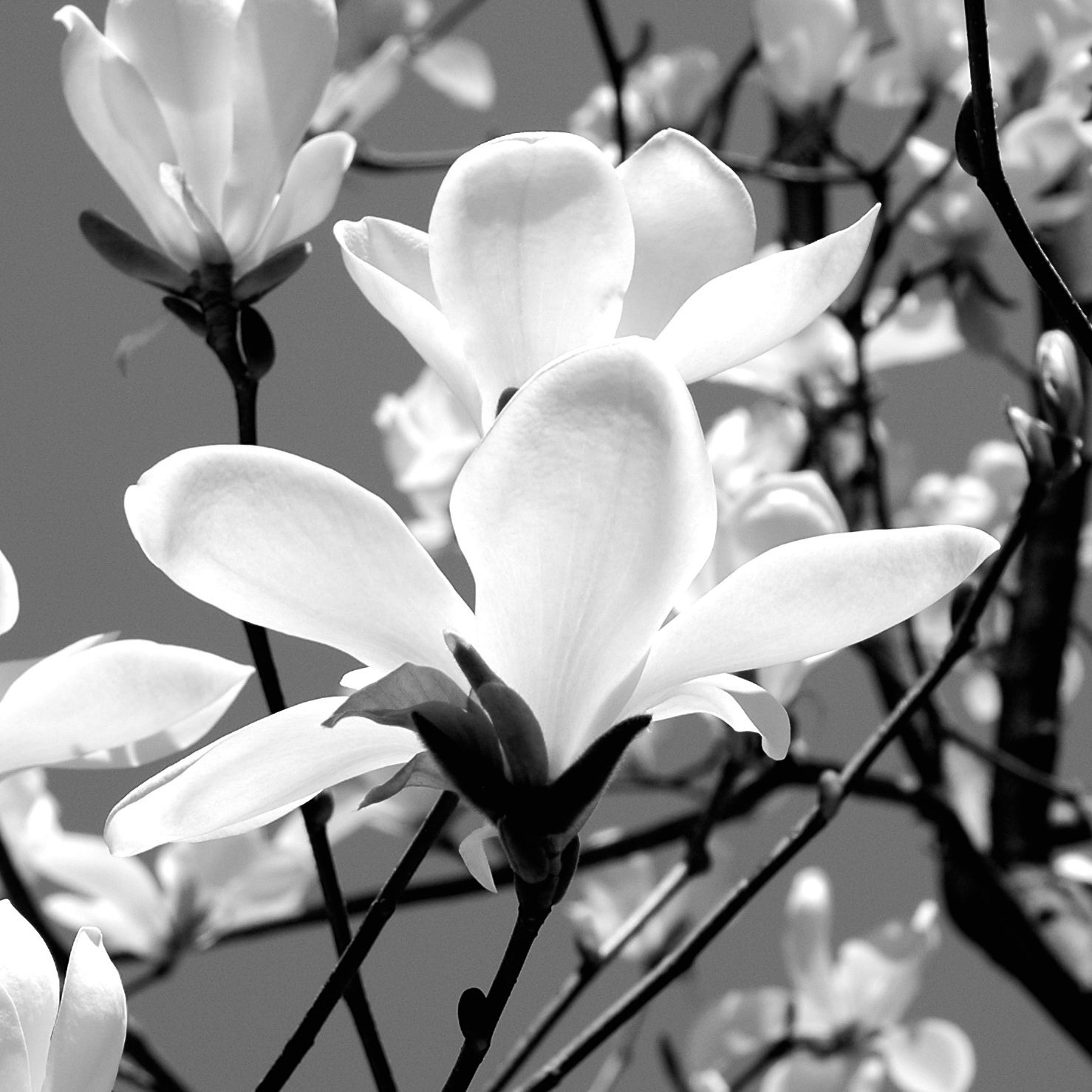 Black and white magnolia in bloom