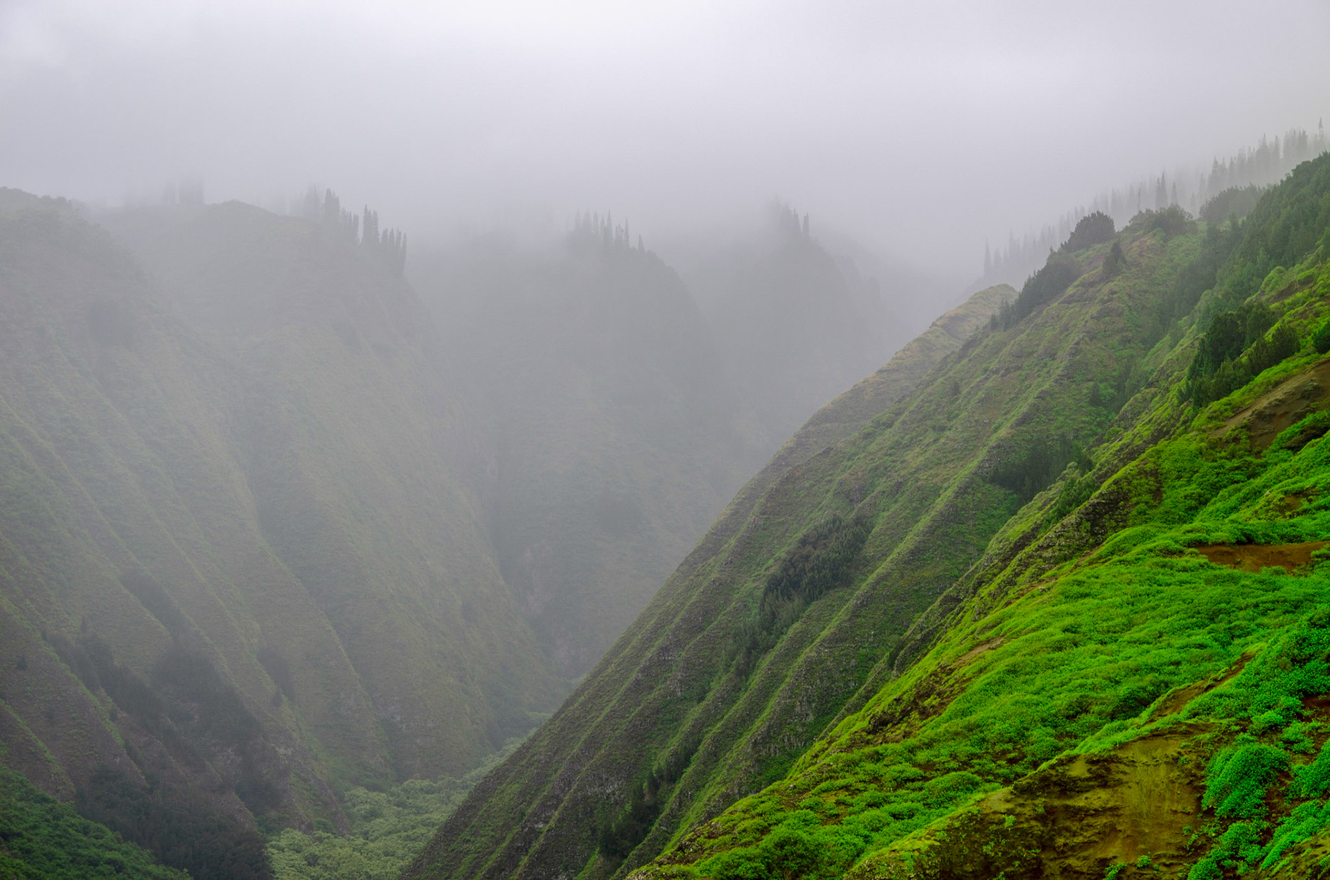 Mist in a deep, lush valley in Lanai, Hawaii