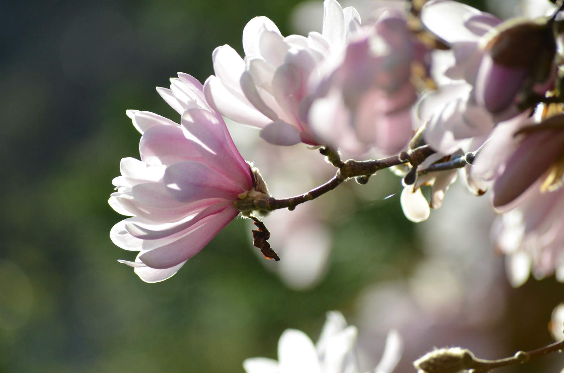 Magnolia Blossom in Reeves-Reed Arboretum, Summit NJ