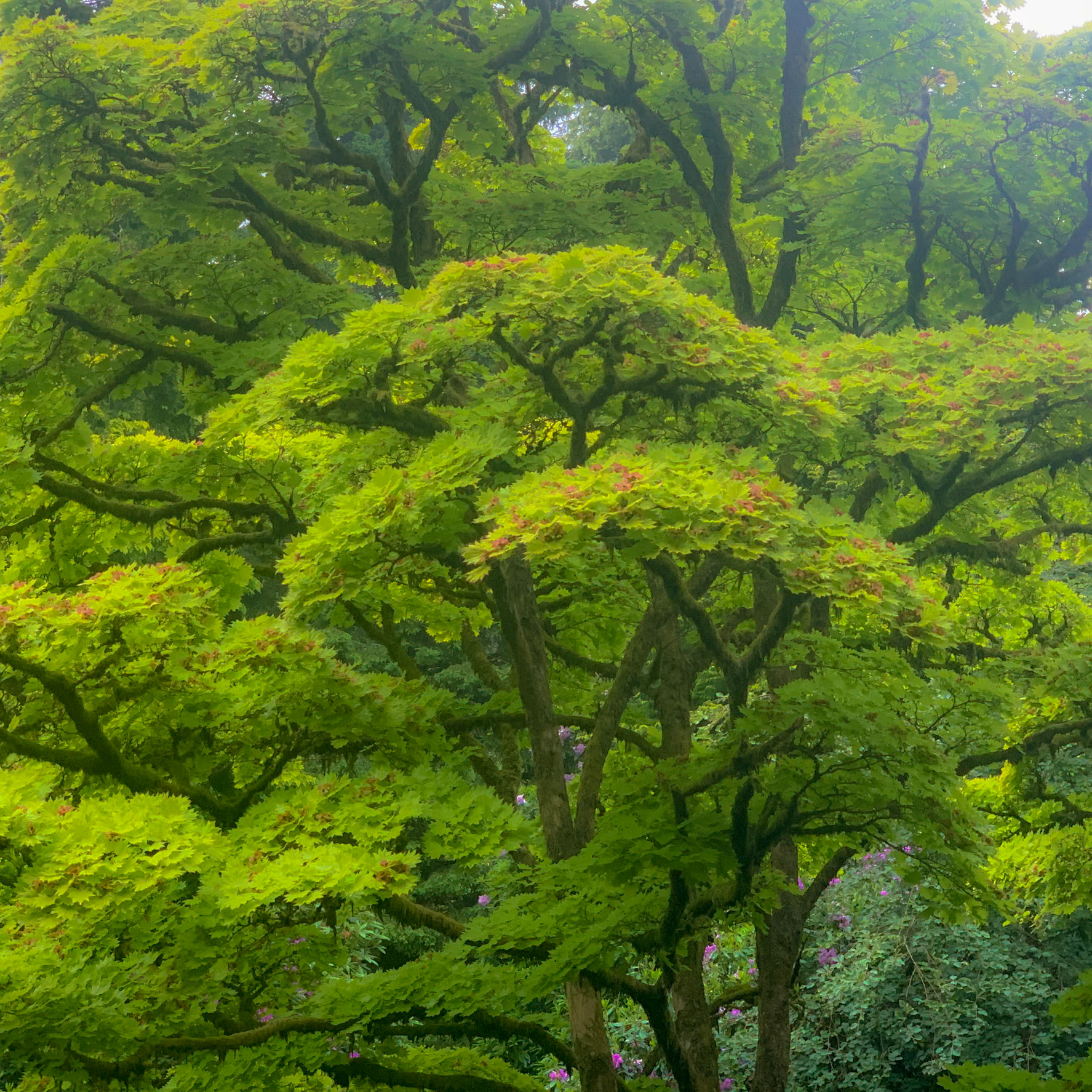 Trees in mist in Grasmere, English Lake District