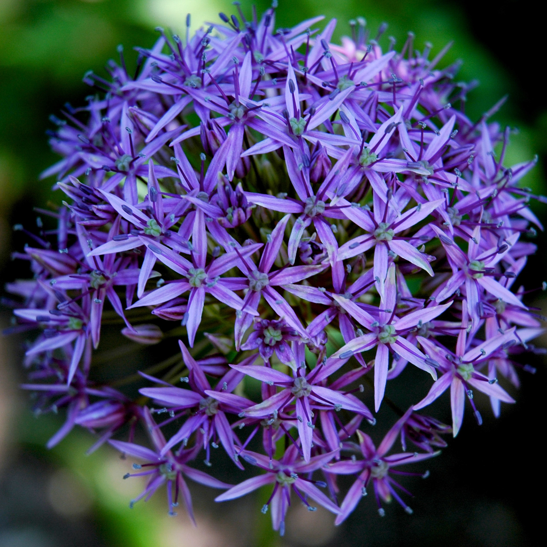 Close up of a purple alium flower