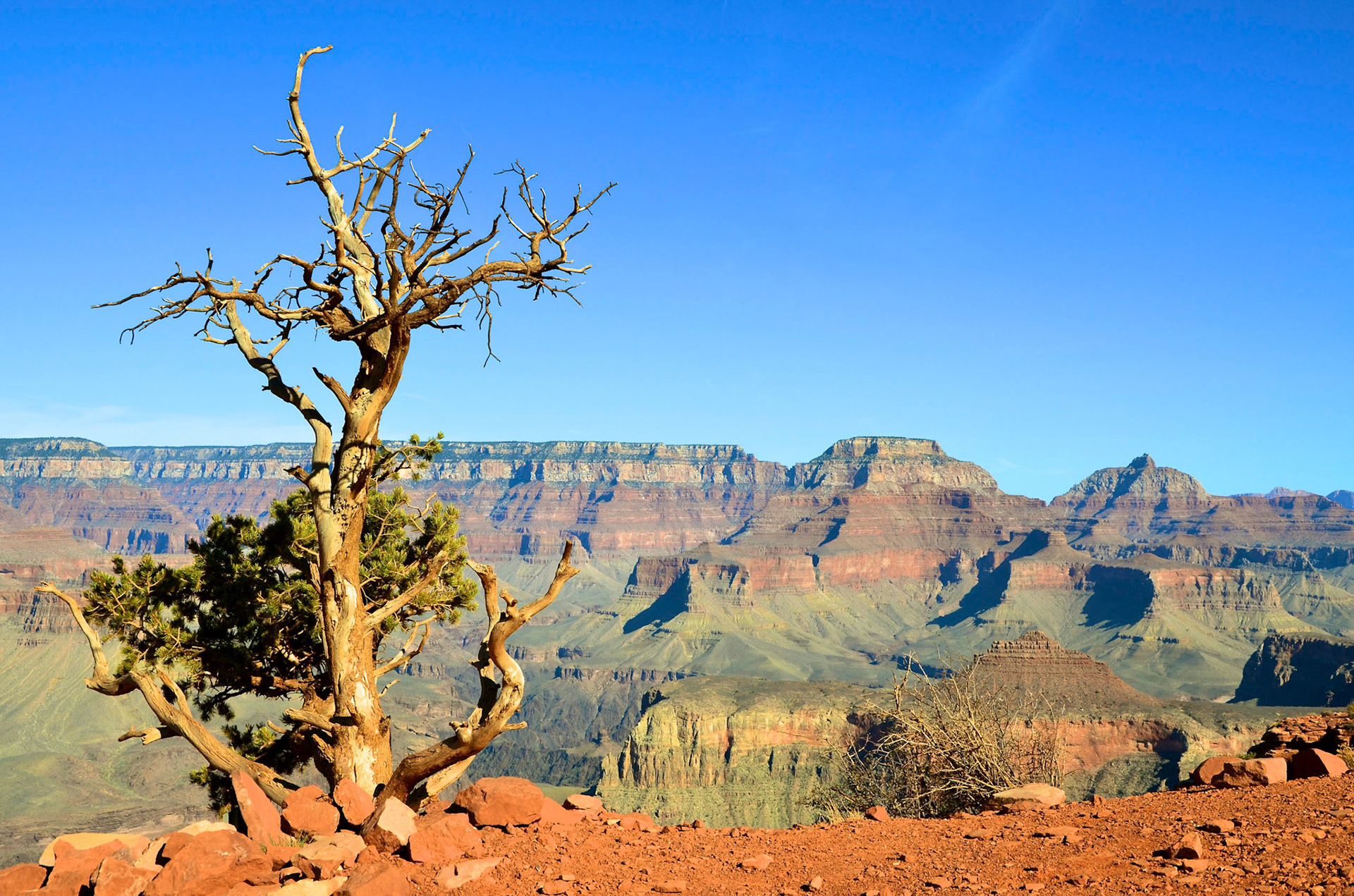 Grand Canyon and a lone tree on the South Kaibab Trail