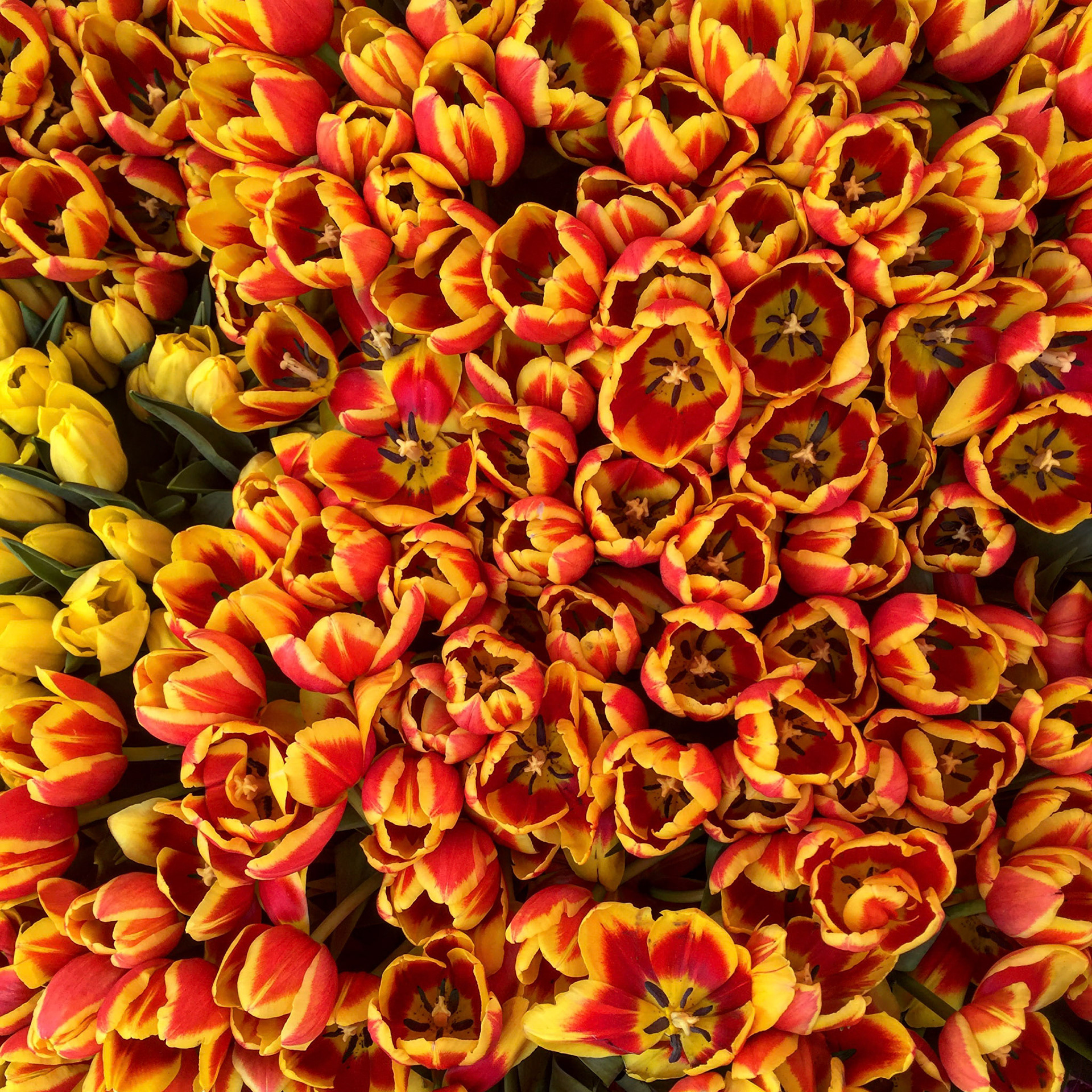 Close up of a large bunch of tulips