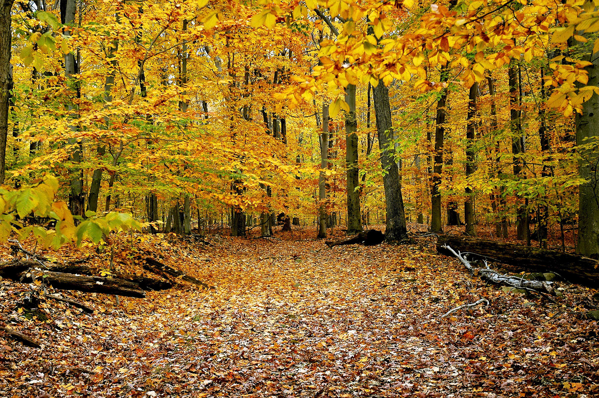 Fall foliage in South Mountain Reservation, New Jersey