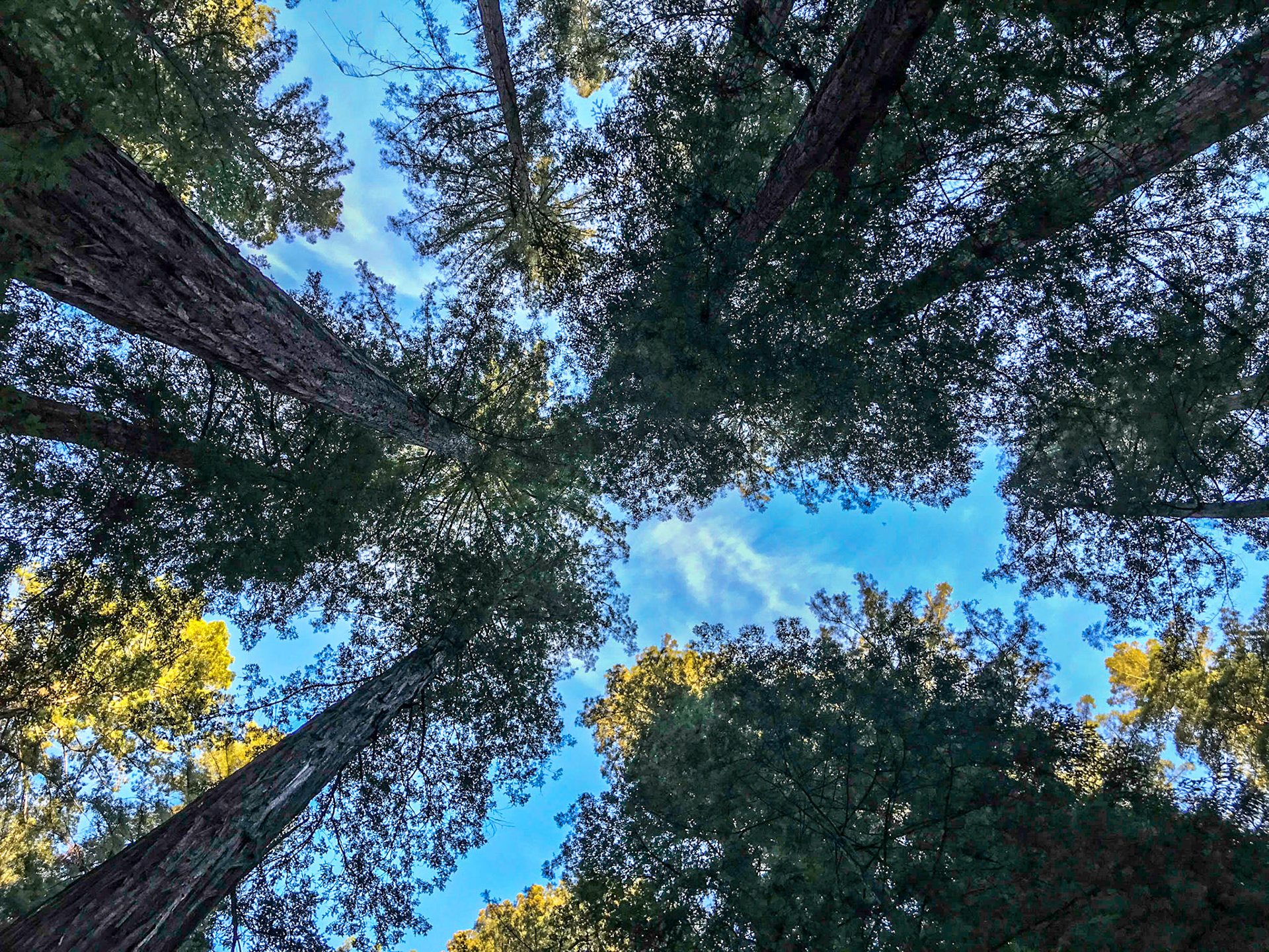 Looking up to the sky through coastal redwood trees at Armstrong Redwoods Park, California