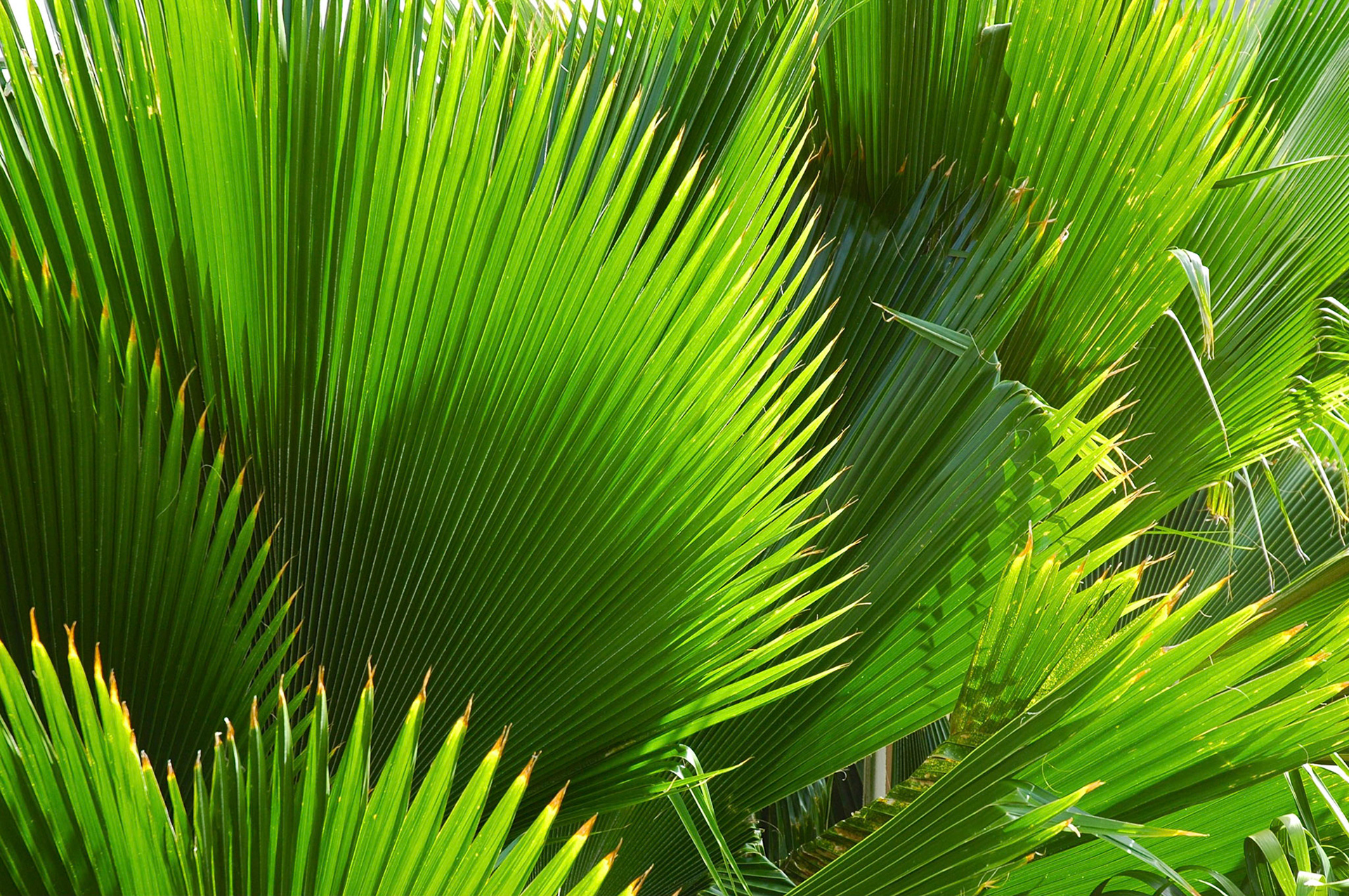 Palm leaves in the sun in Antigua