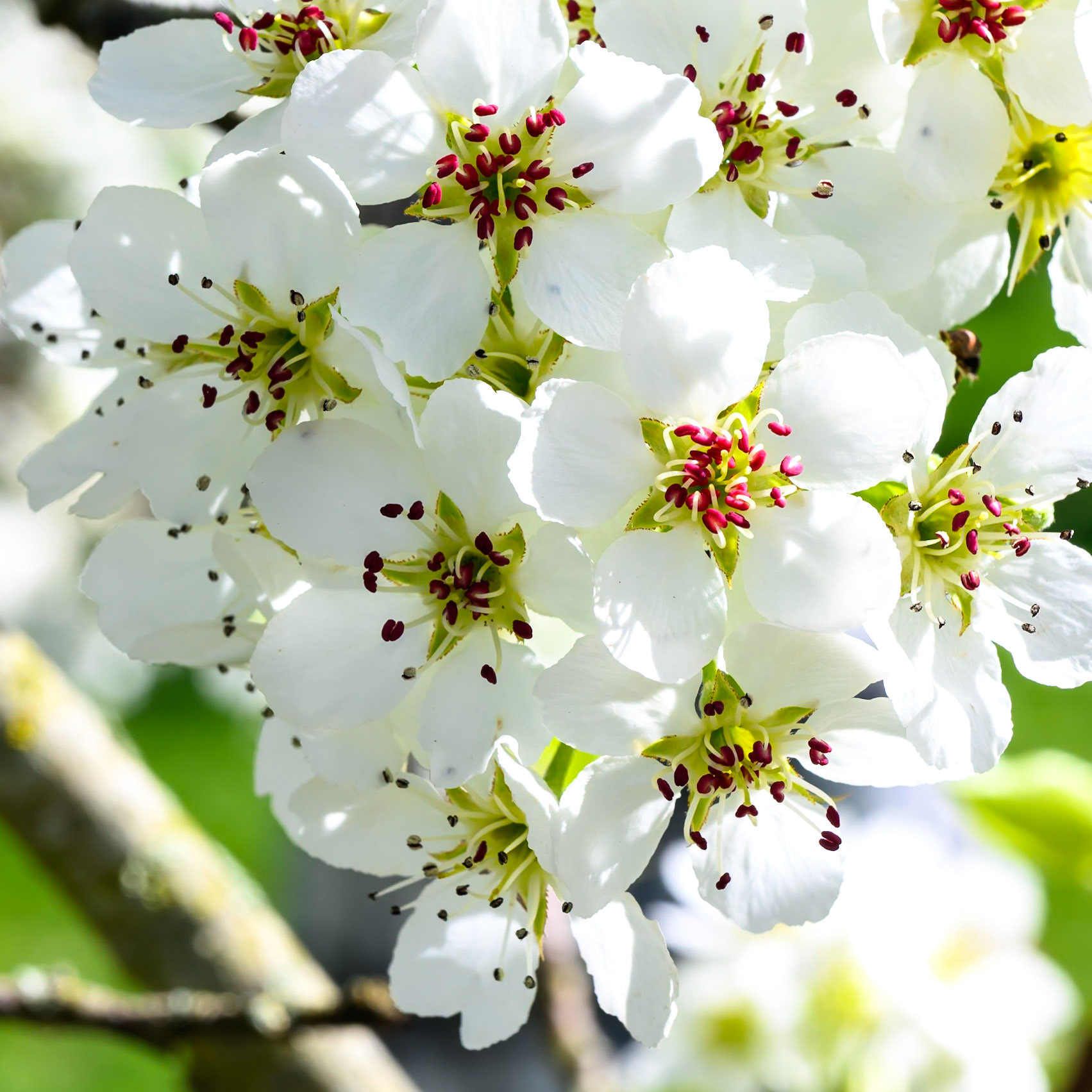 Close up of white cherry blossom