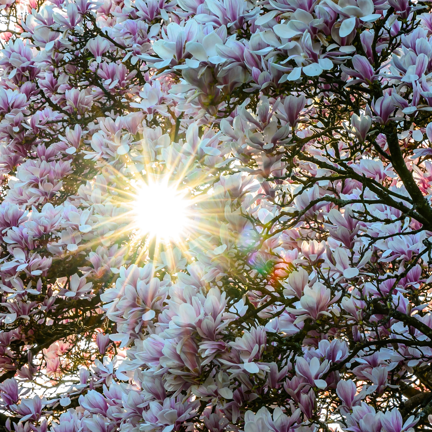 Sunlight bursting through magnolias in bloom at Kenwood House