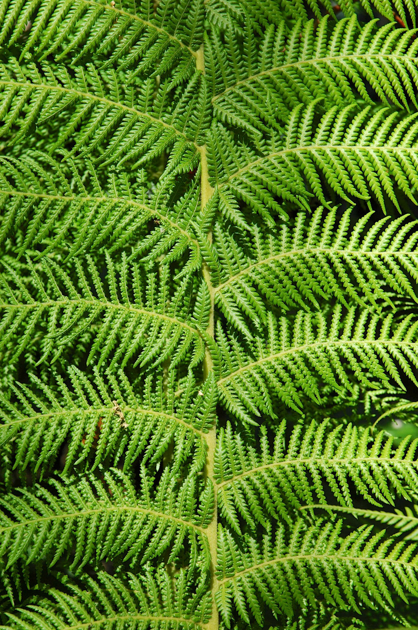 Symmetrical pattern in fern