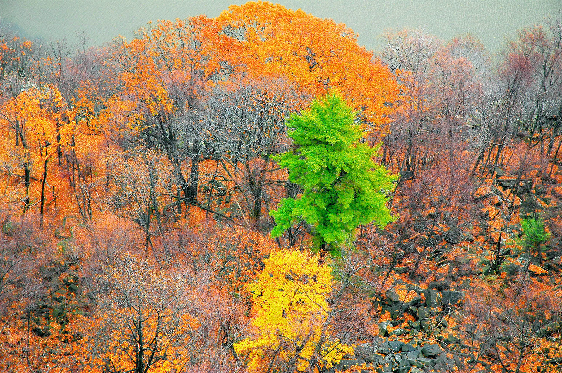 Trees in fall foliage on the Palisades, New Jersey