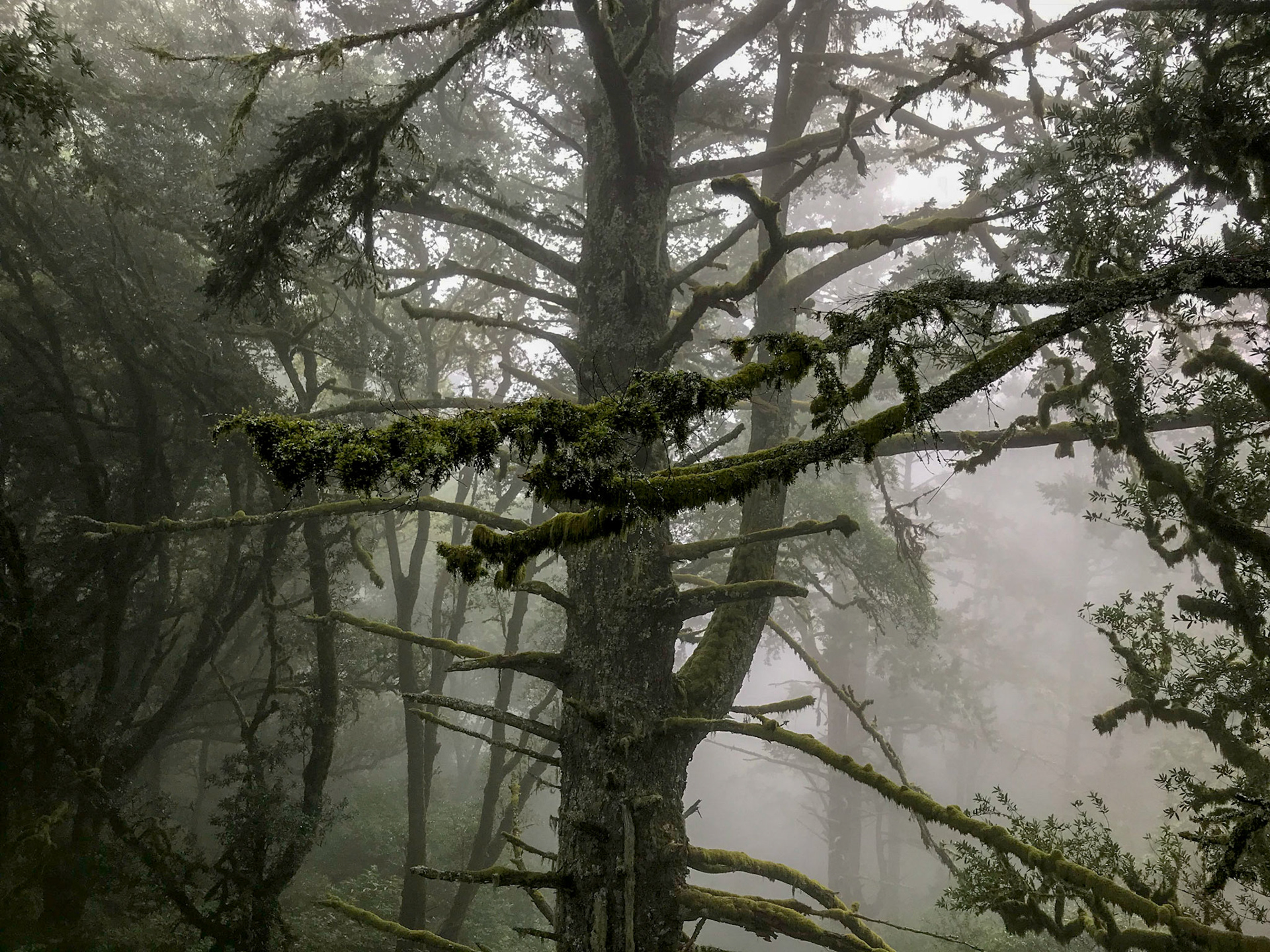 Trees in the fog, Marin County California