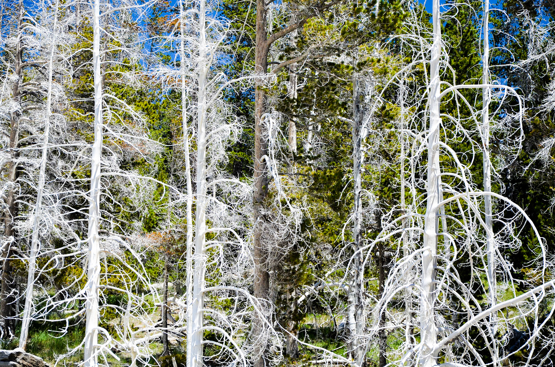Trees bleached white in Upper Geyser Basin, Old Faithful, Yellowstone National Park, Wyoming