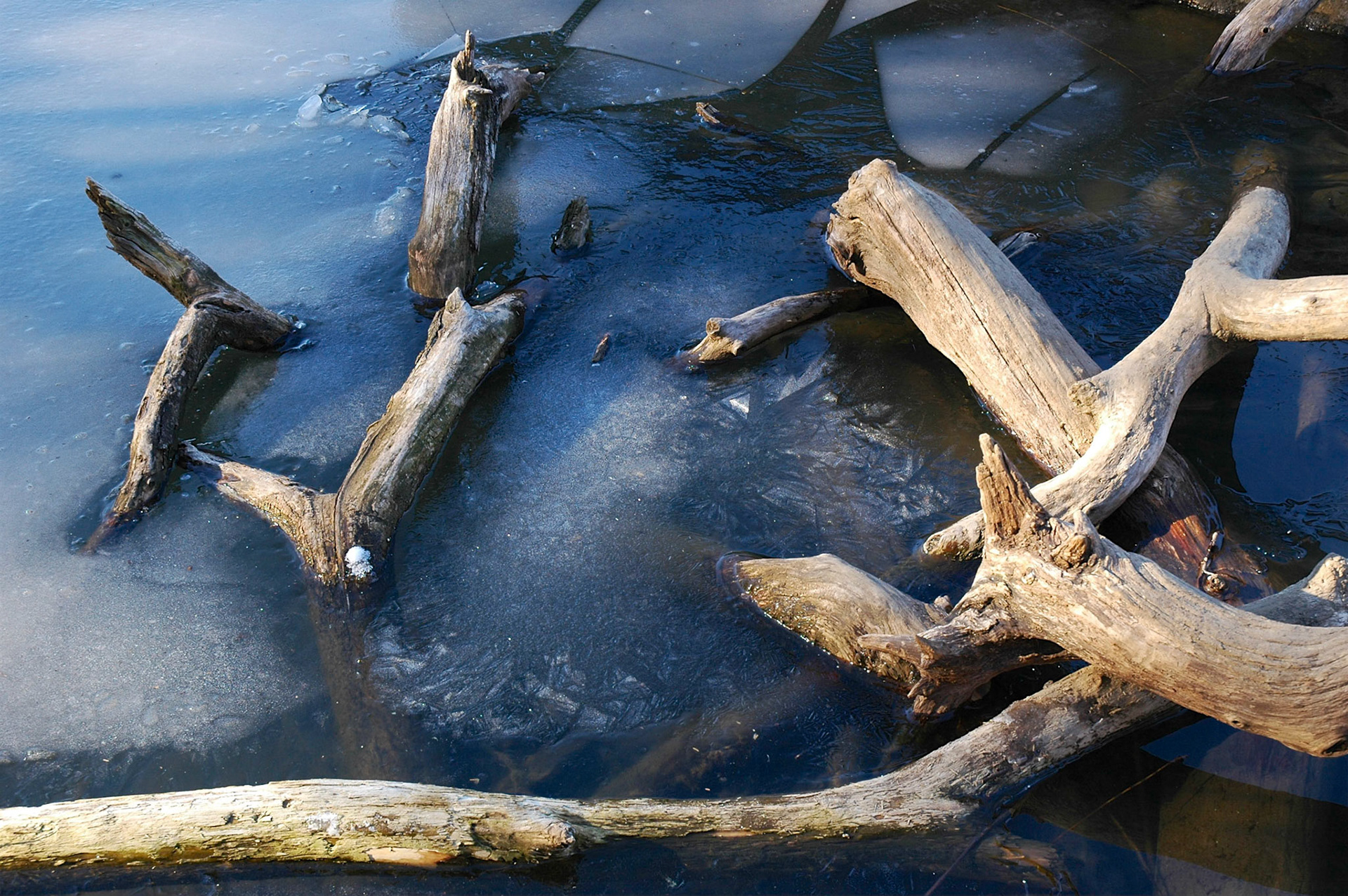 Wood frozen in a lake in Central Park