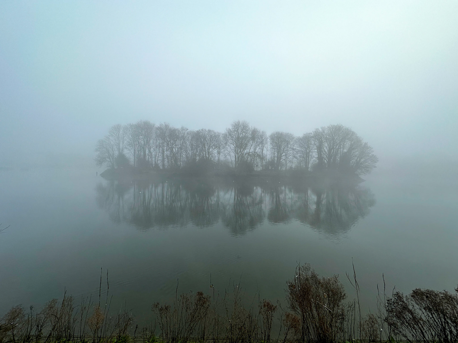 Trees on an island reflected in the River Thames, seen through morning mist