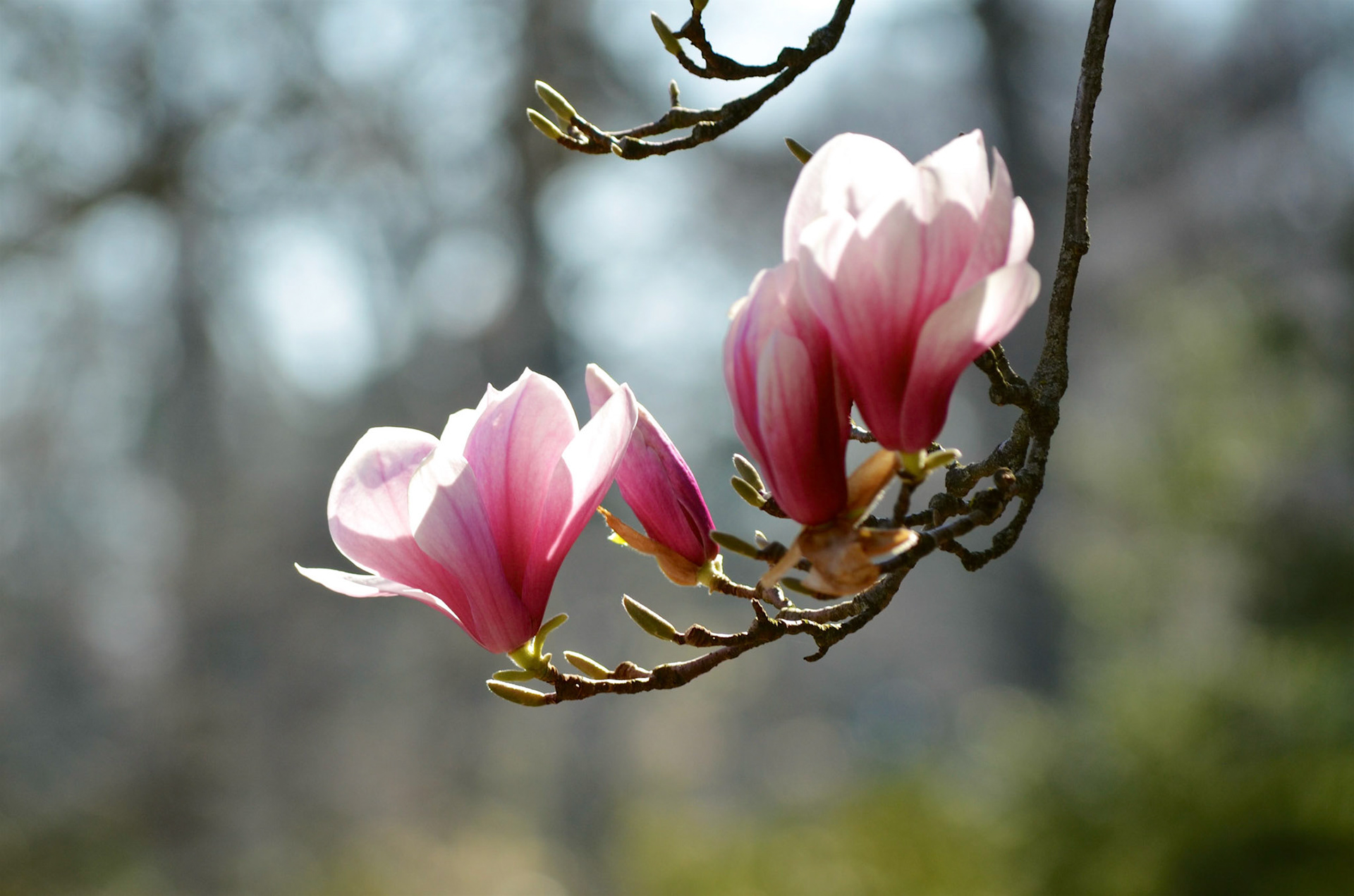 Close-up of four pink Magnolia Blossom in Reeves-Reed Arboretum, Summit NJ with blurred background