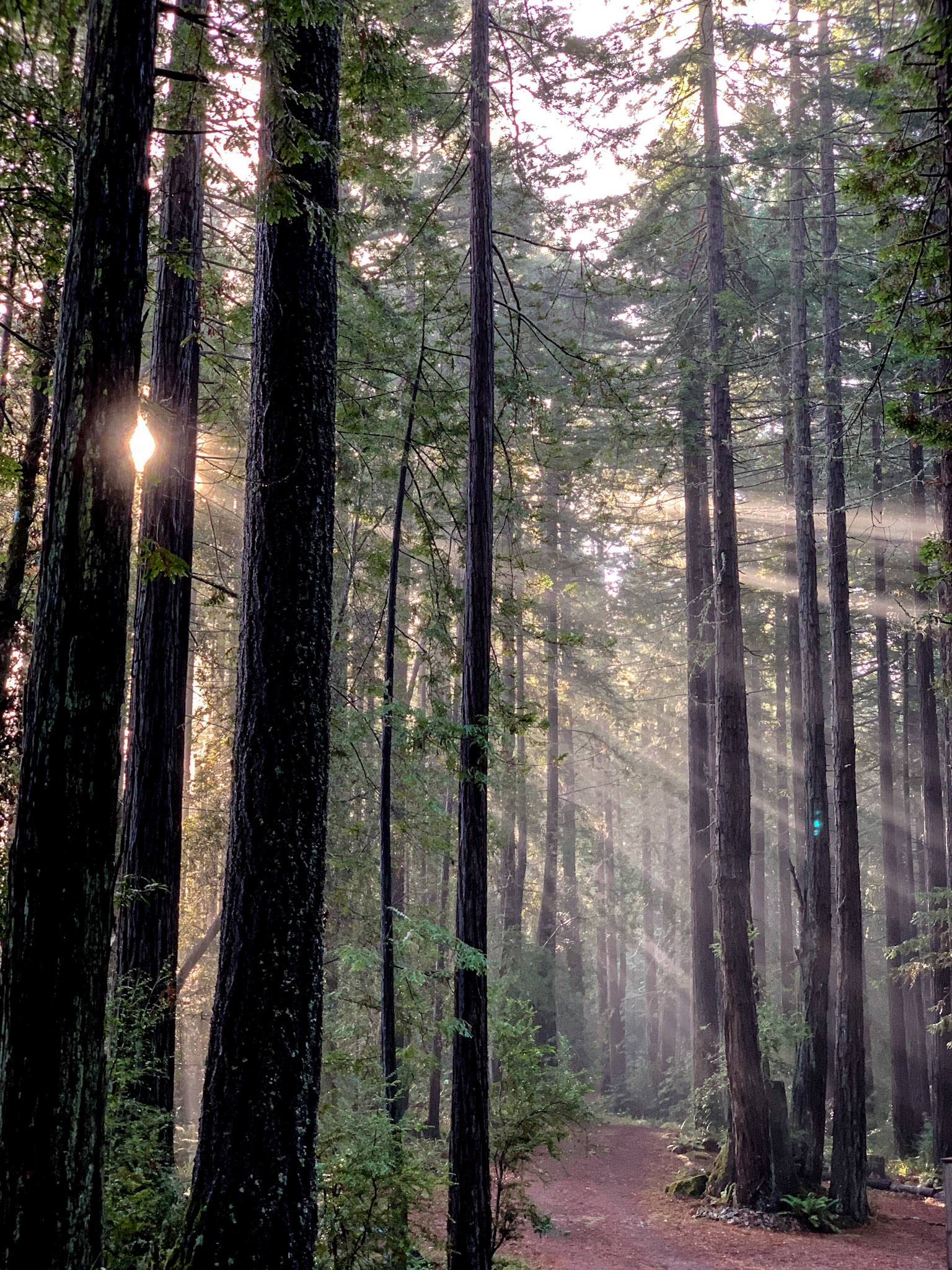 Morning sun rays through the trees in Sea Ranch, California