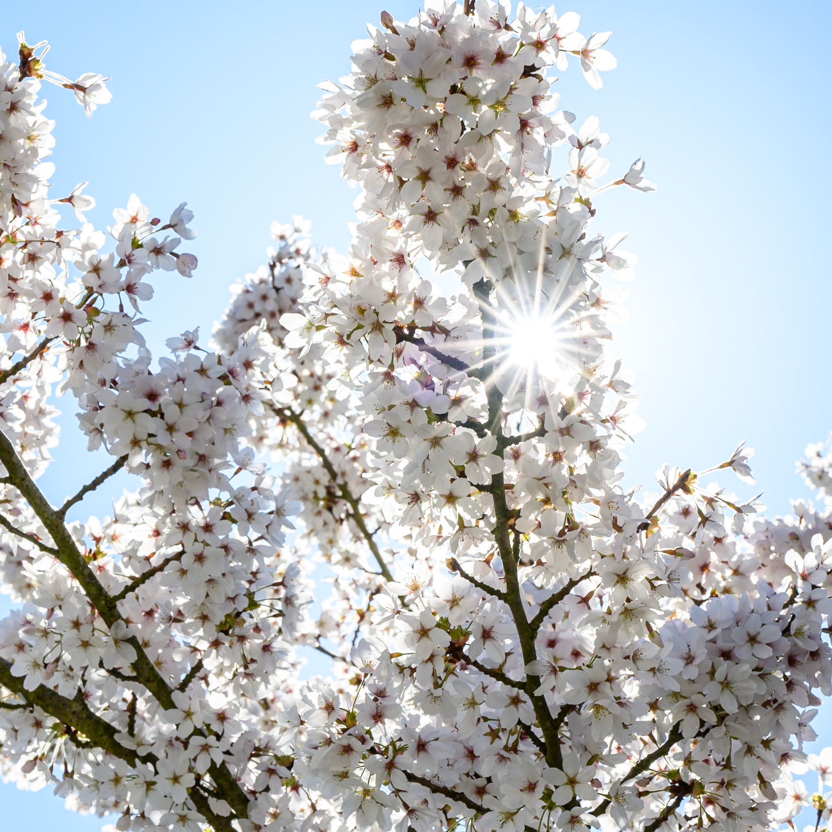 Sunlight shining through white cherry blossom