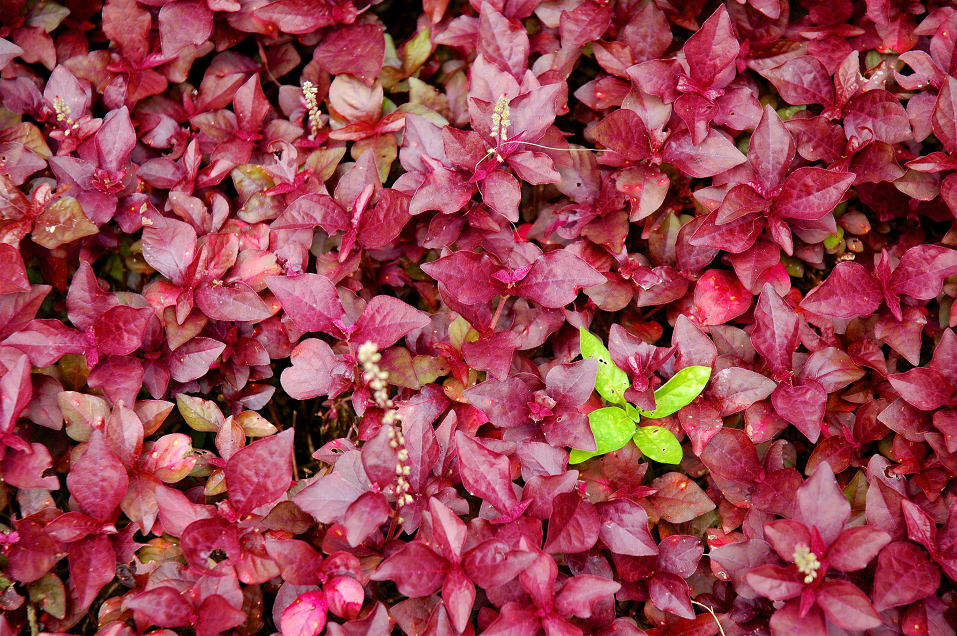 Close up of red leaves with one green leaf in the Singapore Botanic Gardens