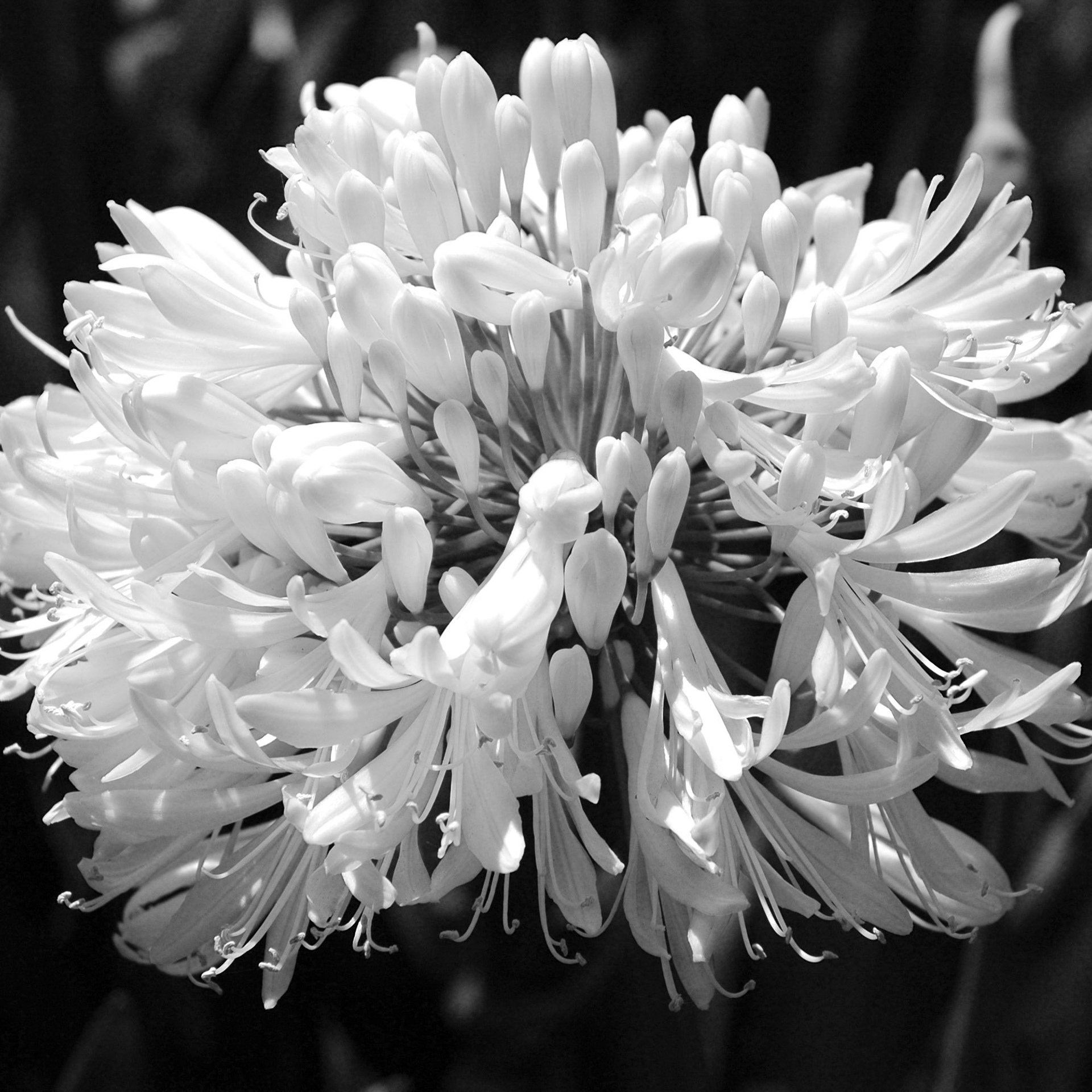 Black and white close up of white agapanthus