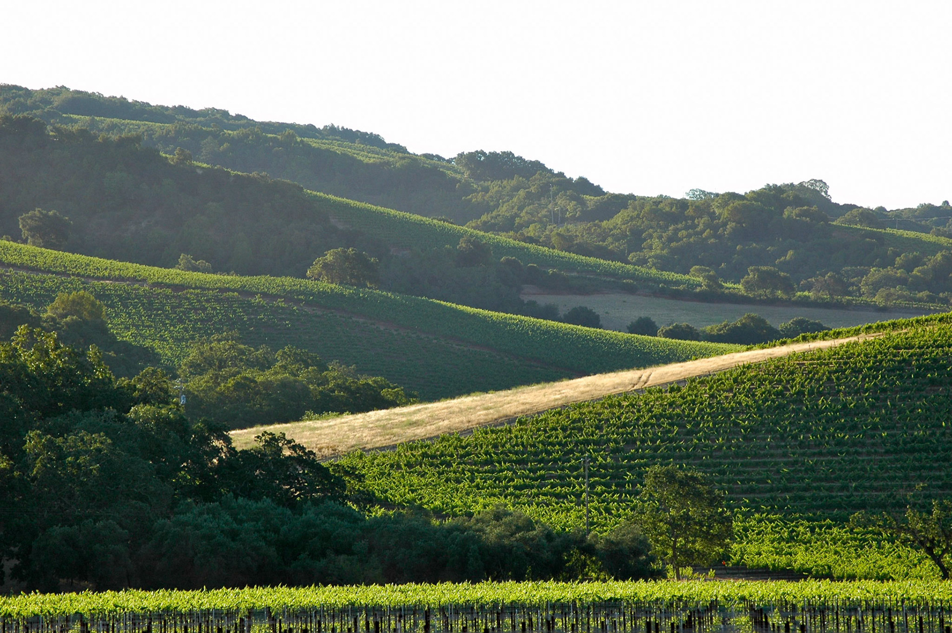 Hillside vineyards in Sonoma in early morning sun