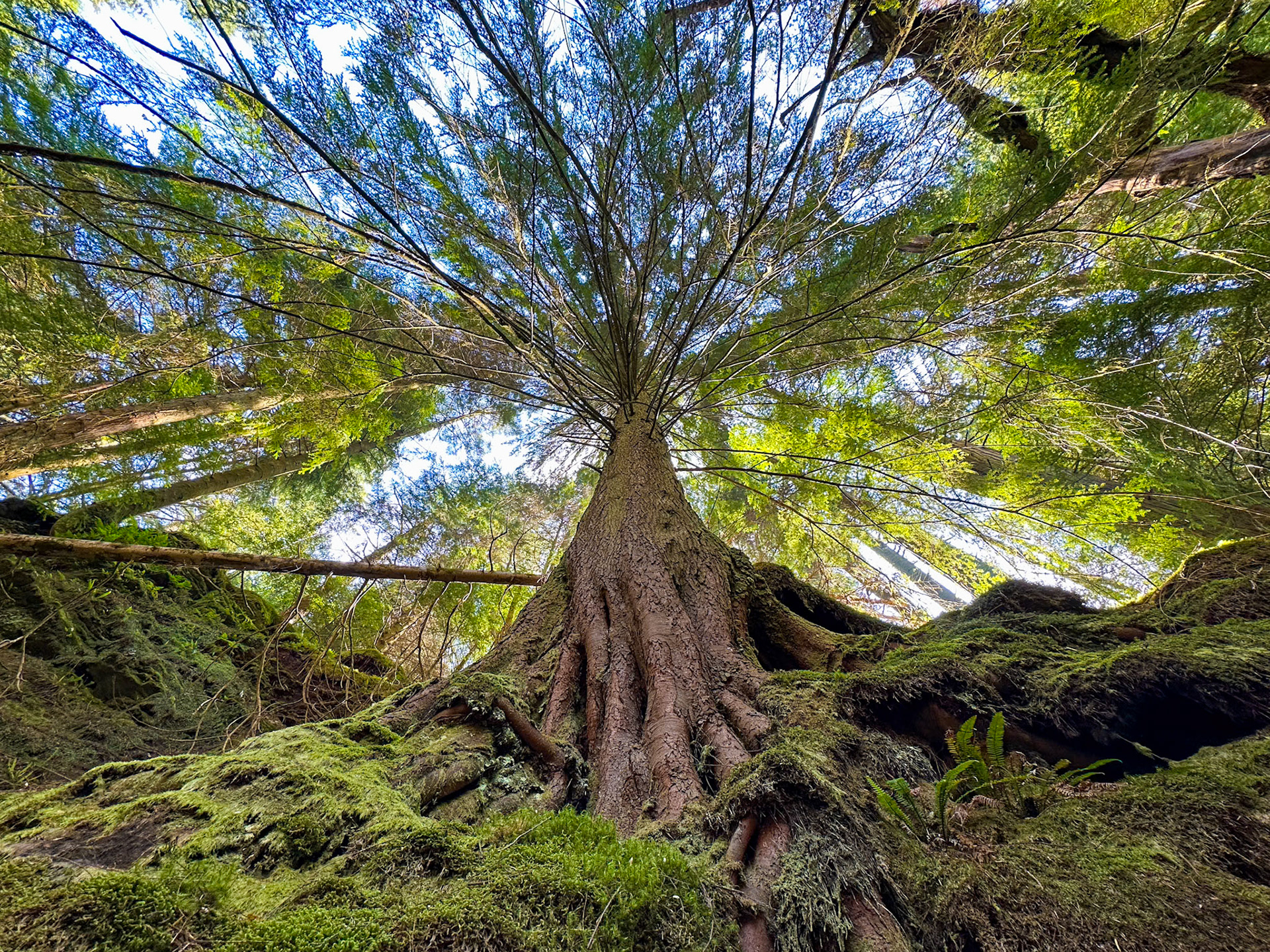 Looking up at an old tree with large roots growing over rocks, Puck's Glen, Scotland