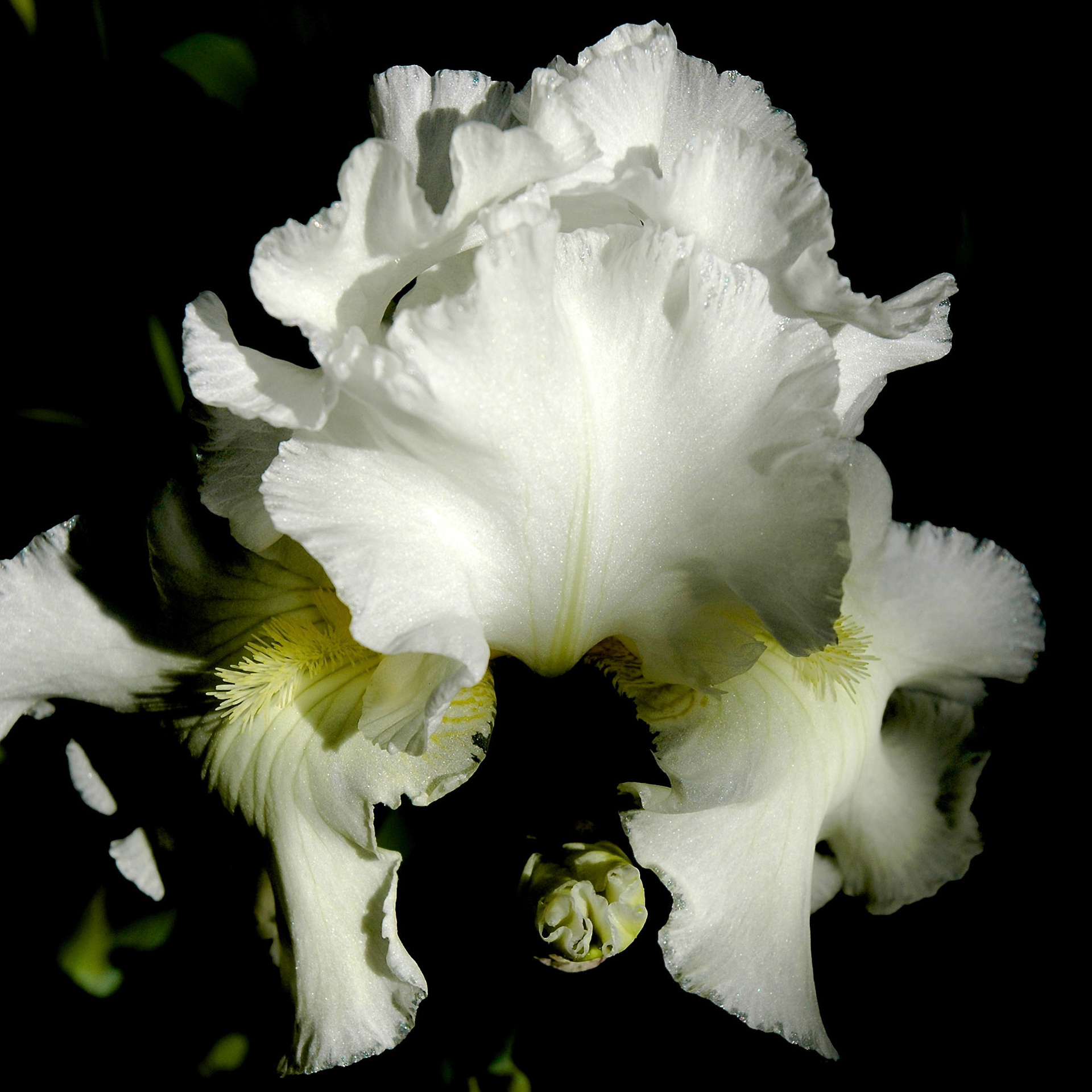 Close up of white iris flower with black background