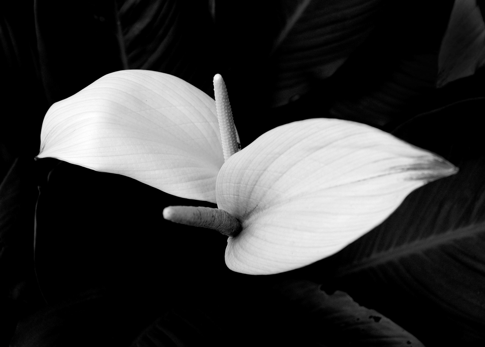 Close up of Lilly in black &amp; white in the Singapore Botanic Gardens