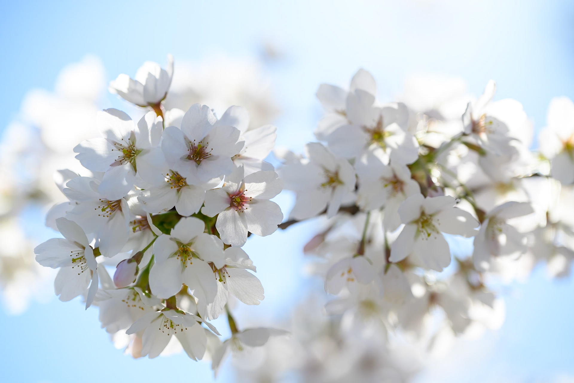 White cherry blossom in Kew Gardens