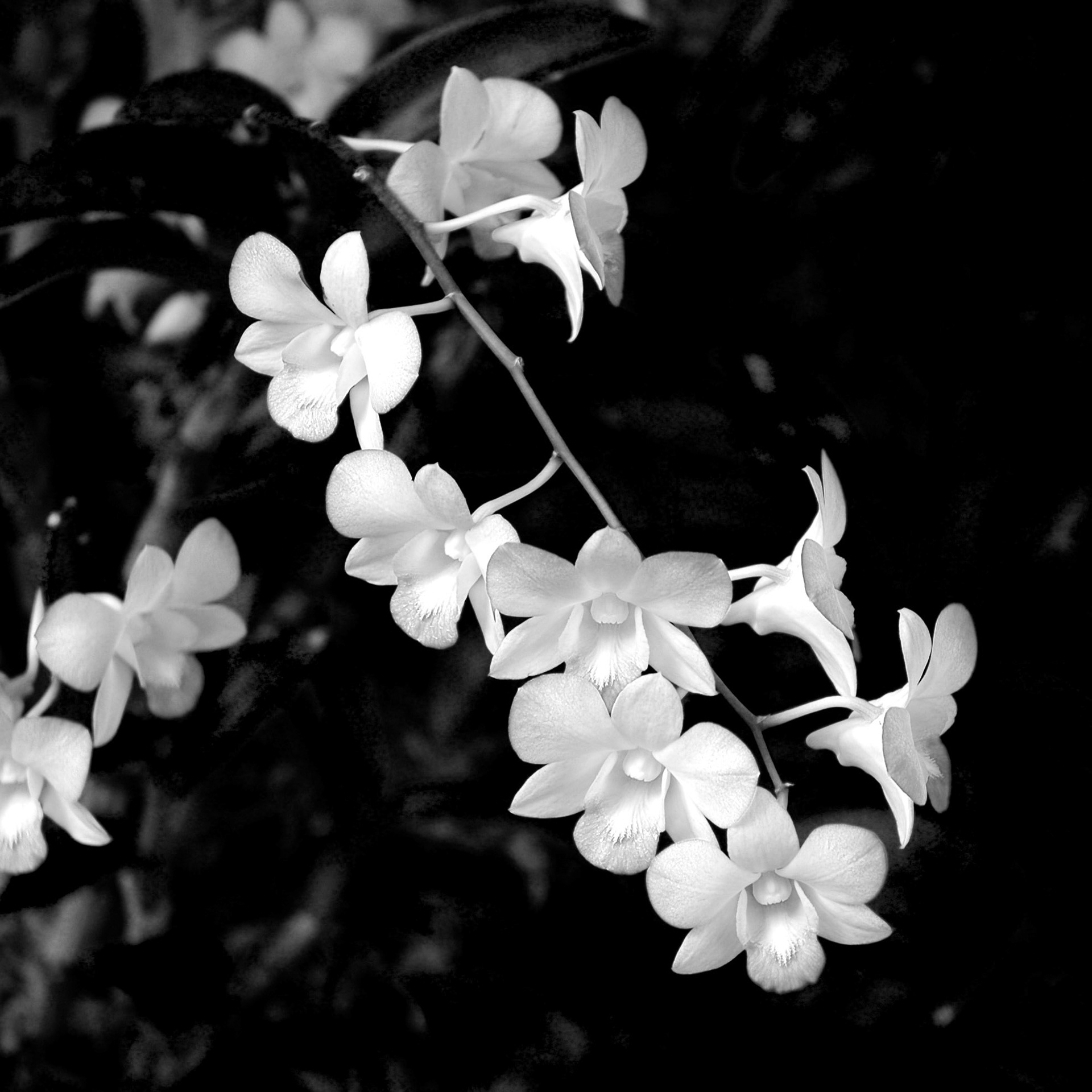 Black and white cose up of orchid in the Singapore Botanic Gardens