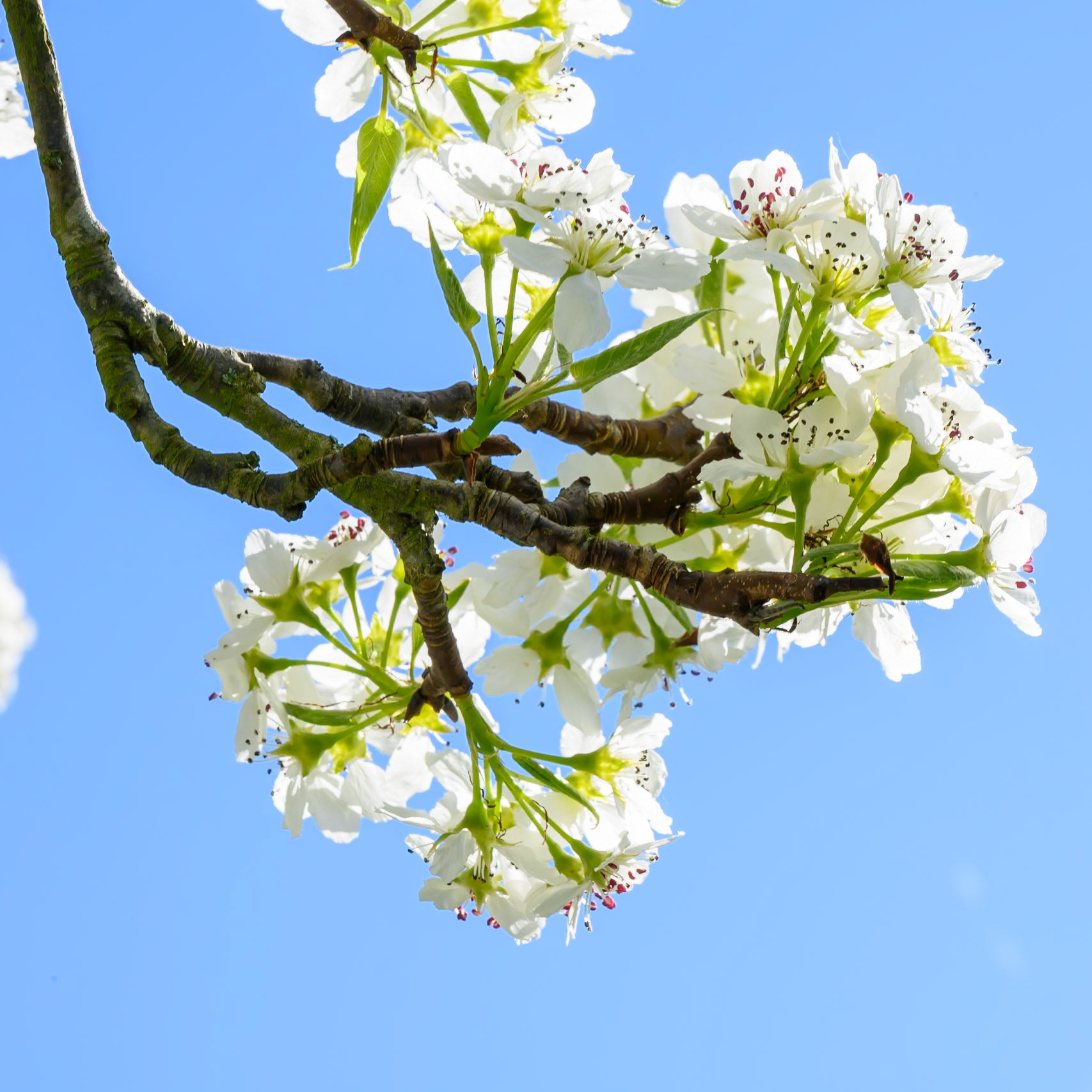Cherry blossom against the blue sky in Kew Gardens