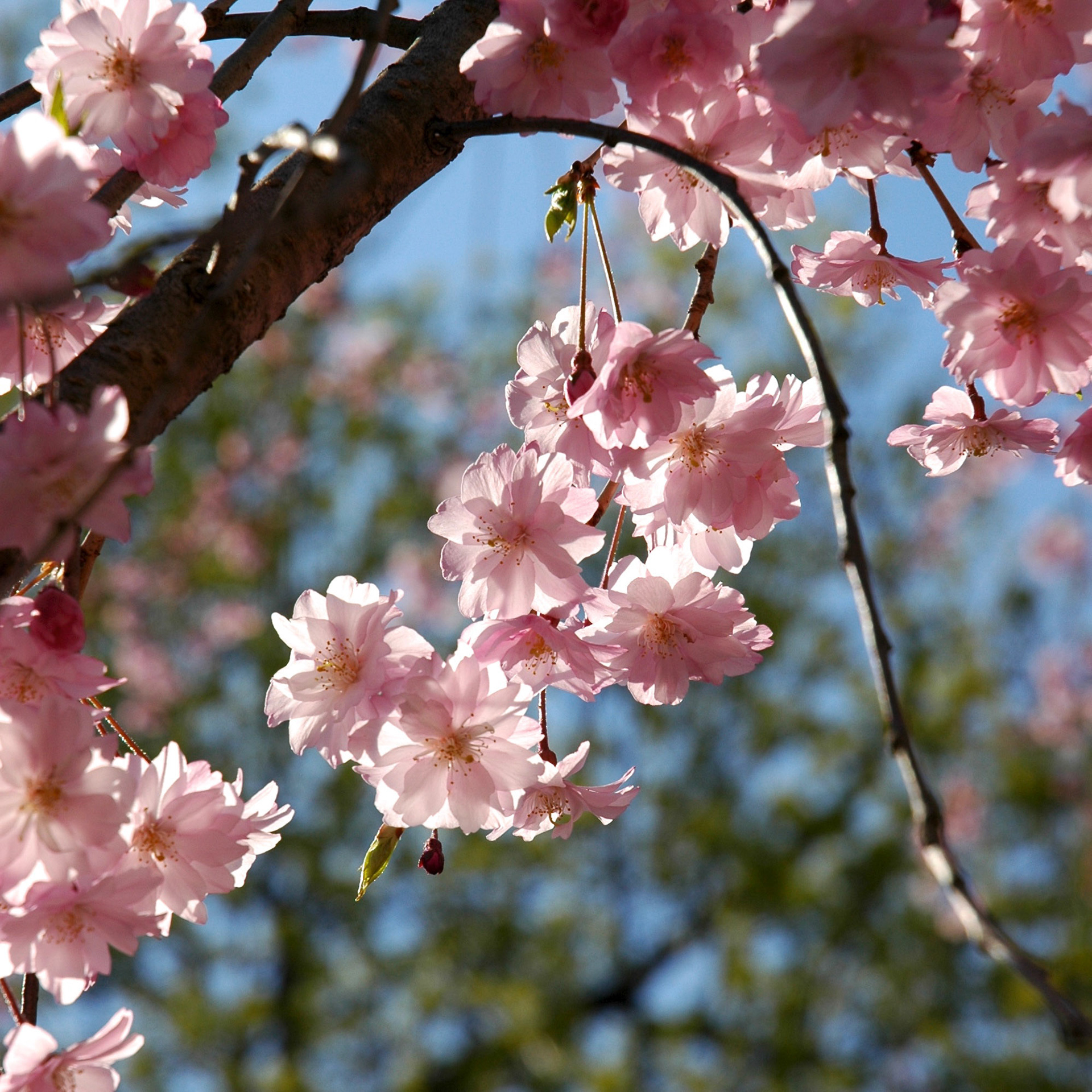 Small bunch of pink cherry blossom backlit against sky