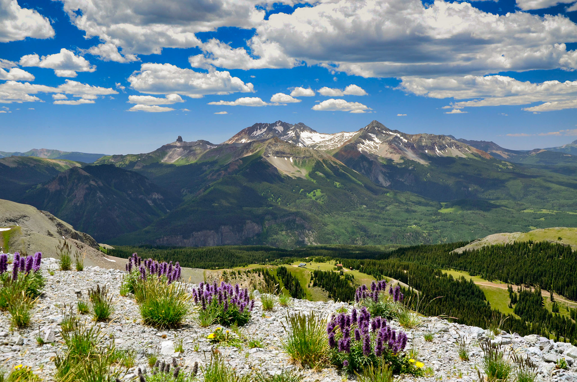 Mountains and alpine flowers in Teluride Colorado