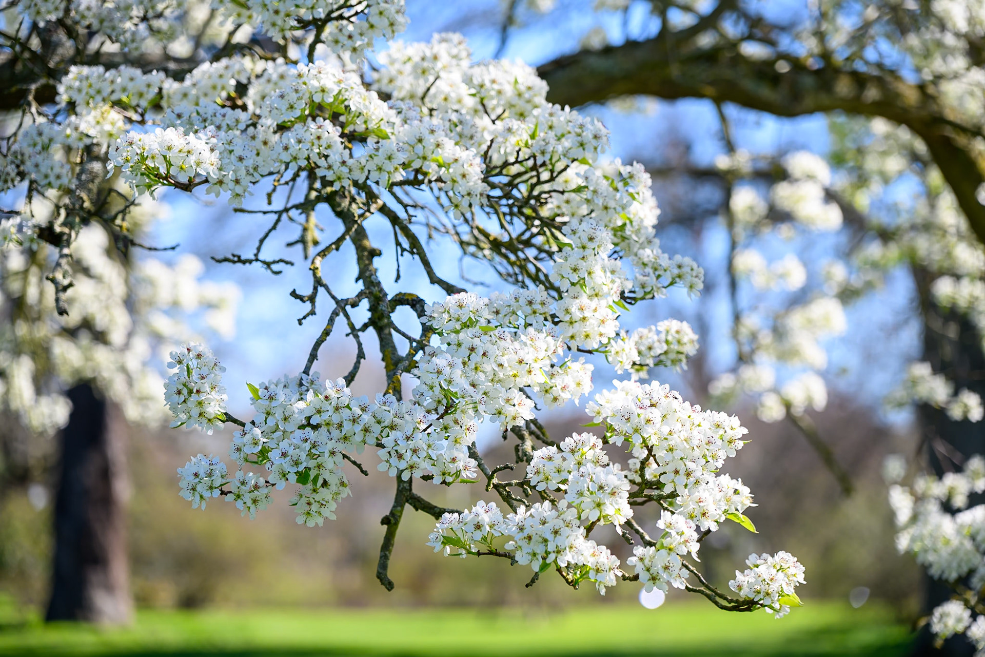 A branch loaded with white cherry blossom against the Kew Gardens landscape