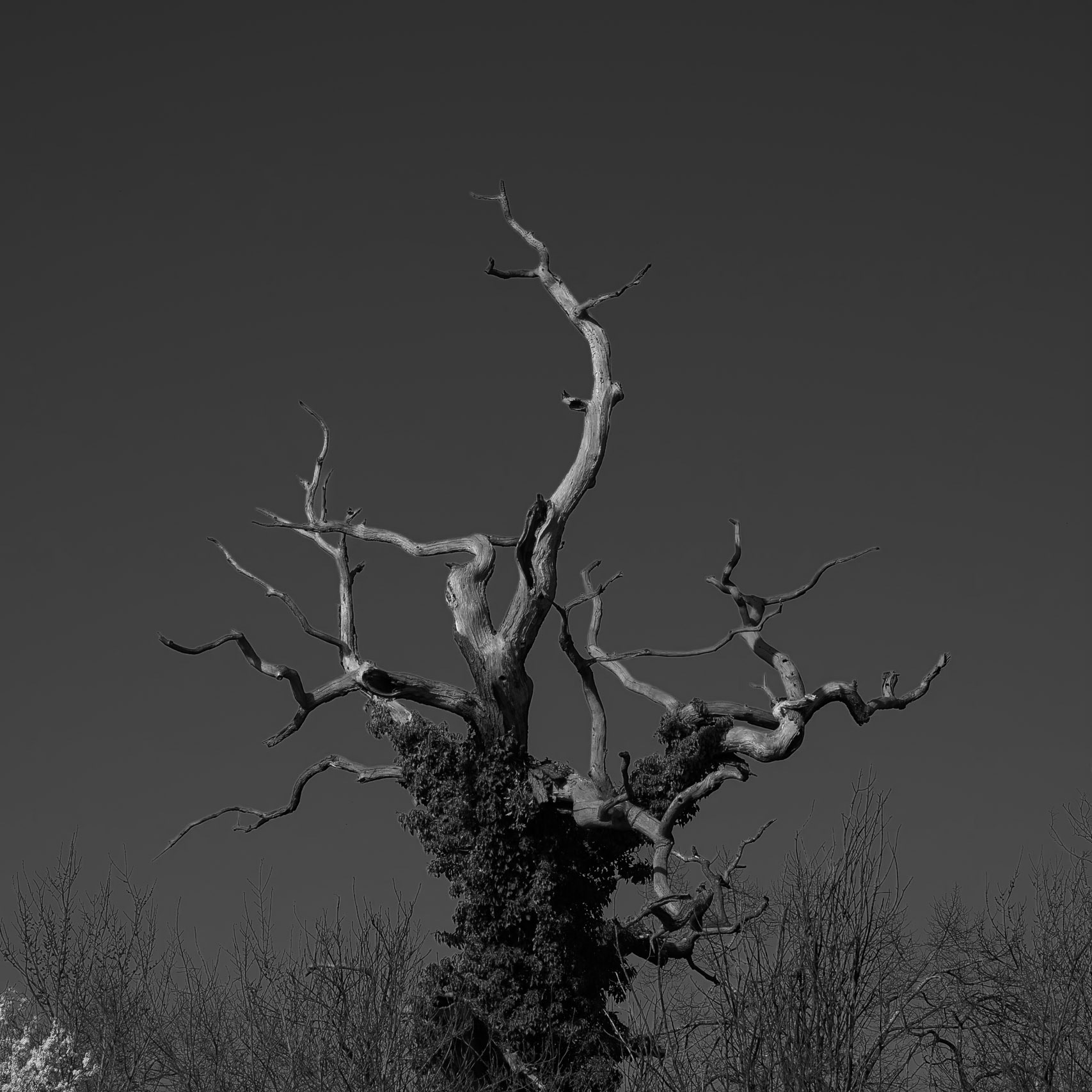 Sculptural dead tree in black and white, near Ham House, London