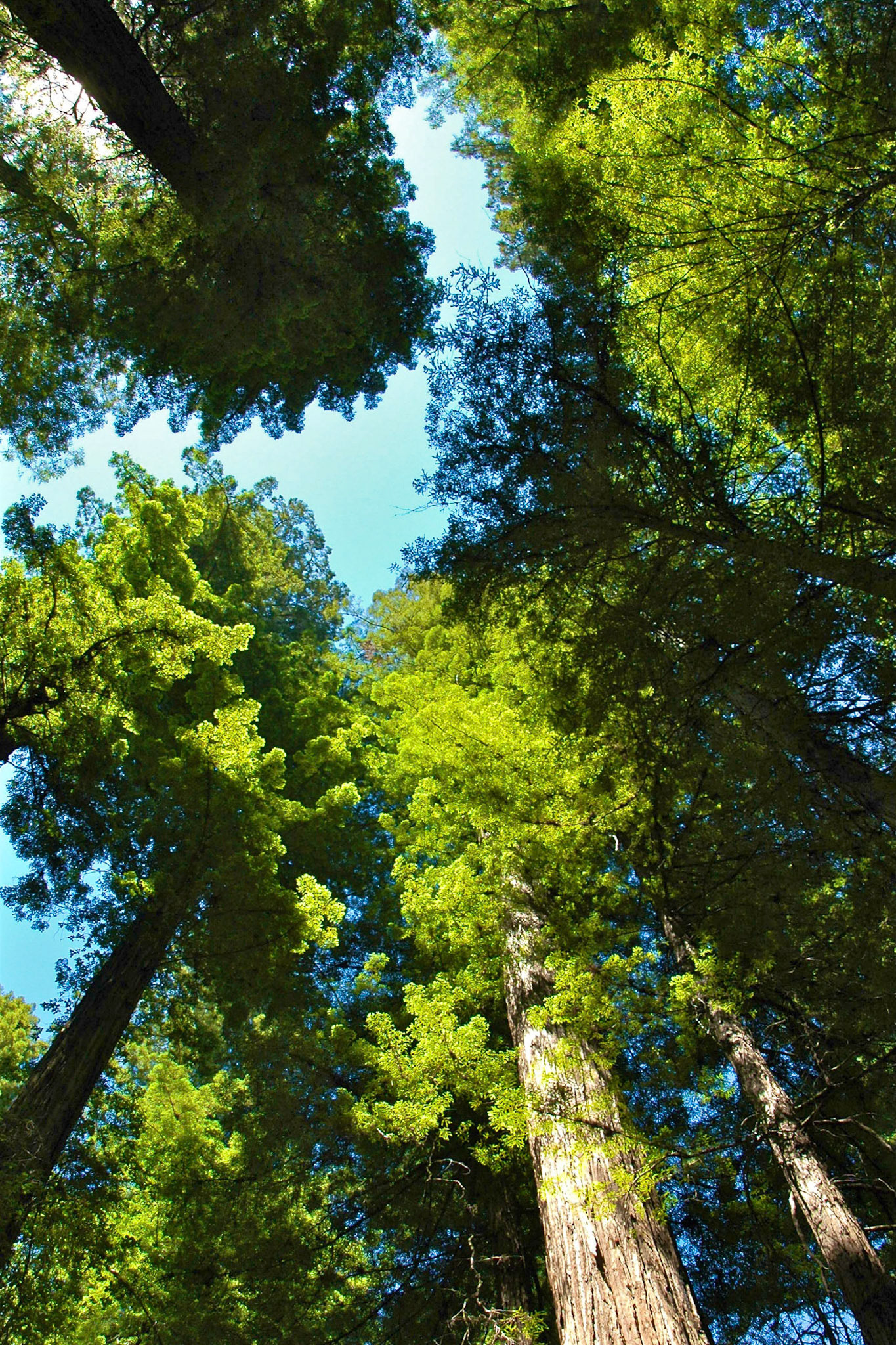 Looking up to the sky through coastal redwood trees at Armstrong Redwoods Park, California