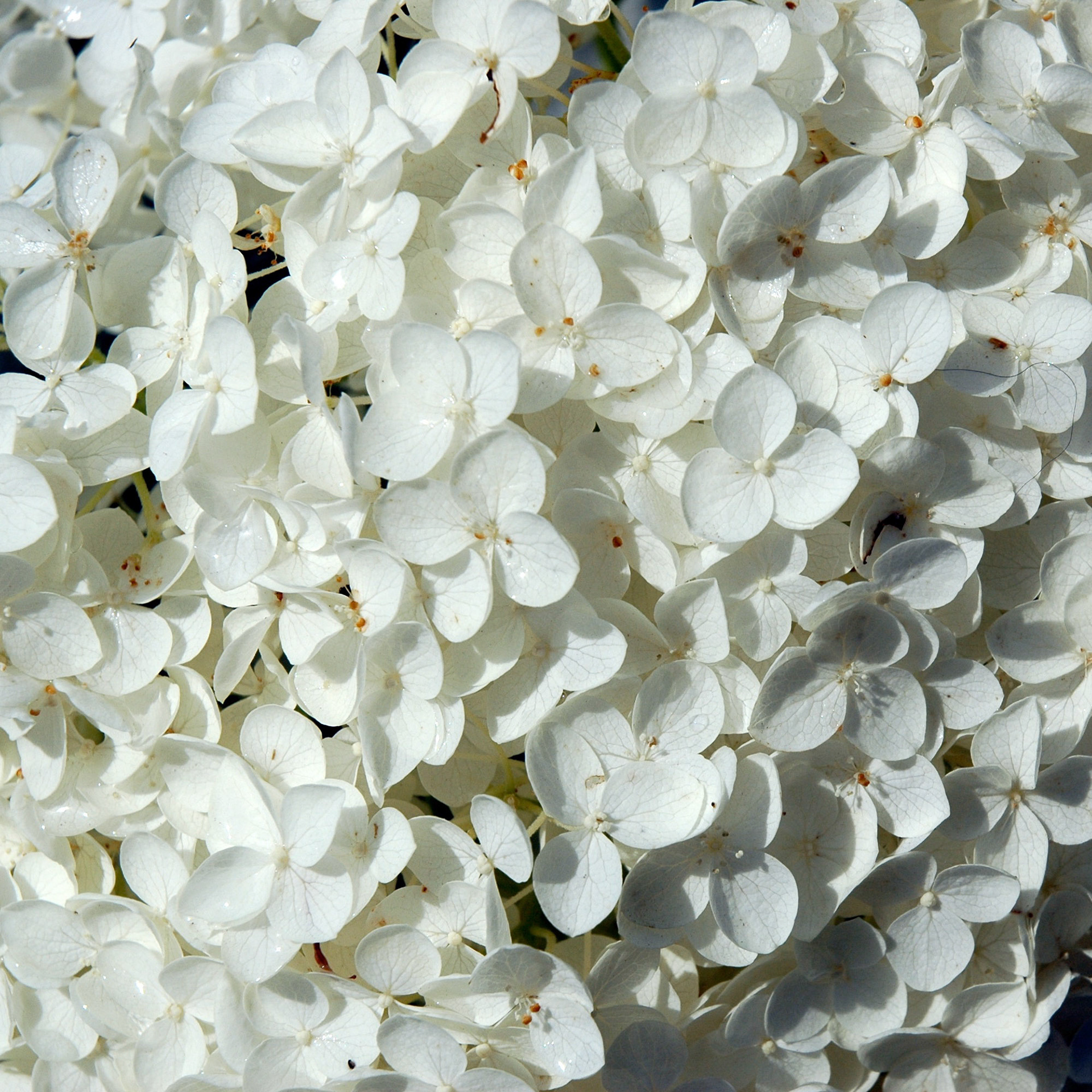 White hydrangea close up