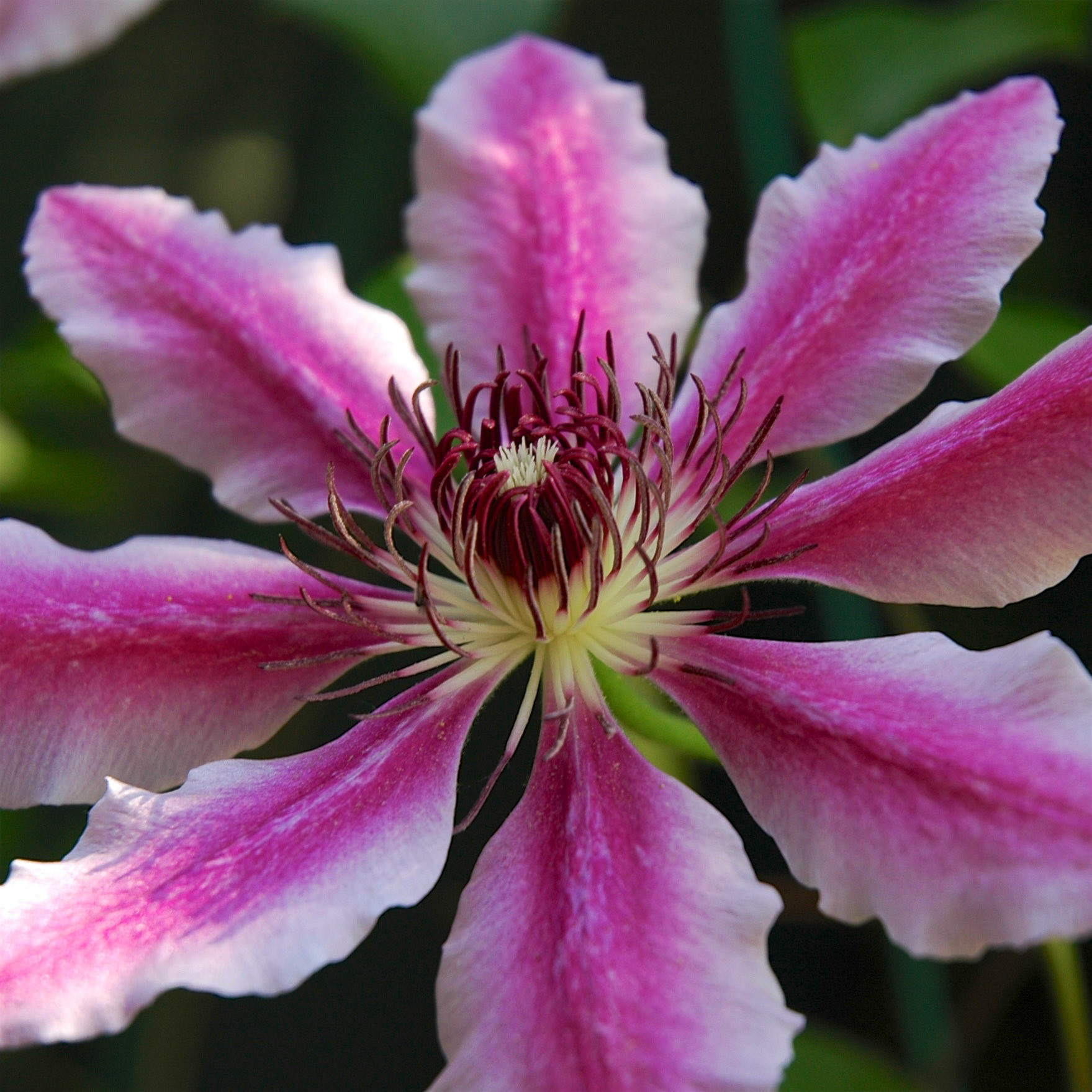 Close up of purple clematis flower