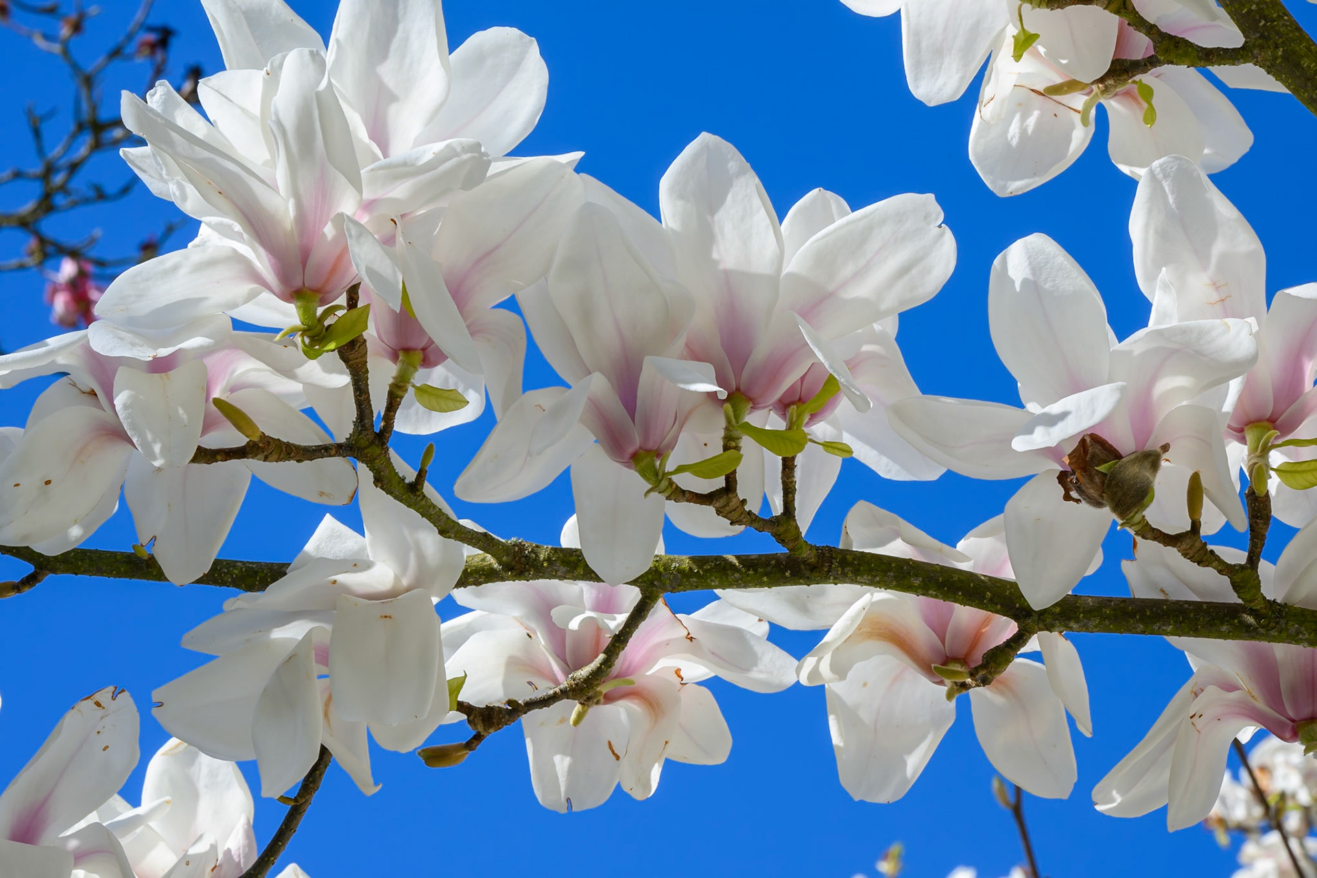 A branch of white magnolias against the blue sky in Kew Gardens
