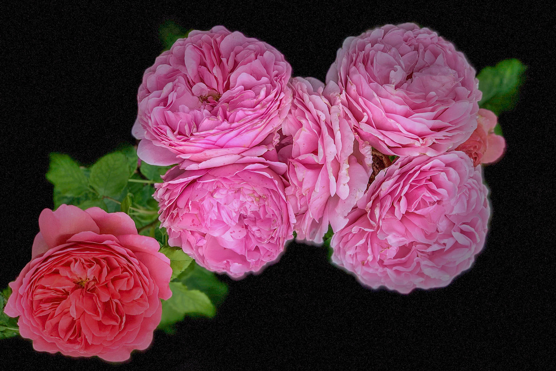 Close up of peonies against black background
