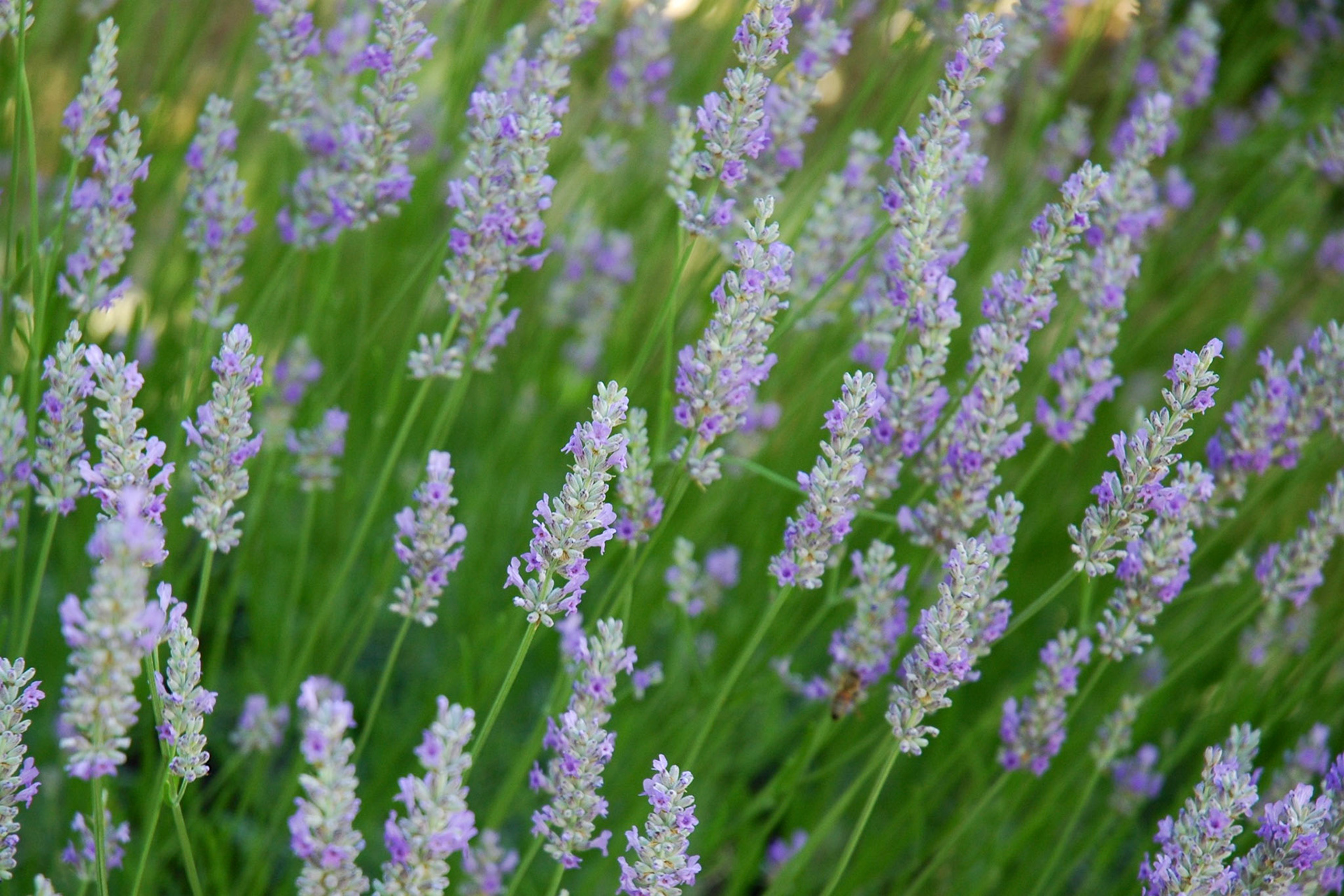 Lavender flowers