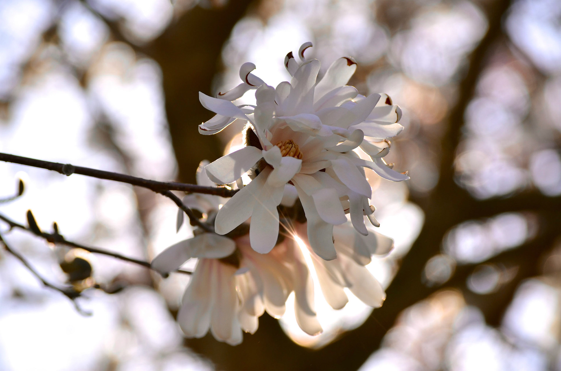 White Star Magnolia Blossom against blurred trees and sunlight in Reeves-Reed Arboretum, Summit NJ