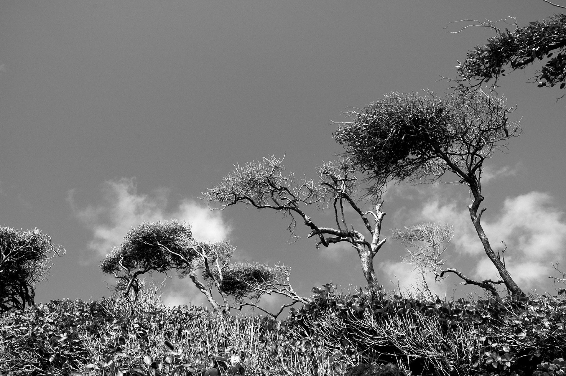 Cliff top trees shaped by the wind in Mustique