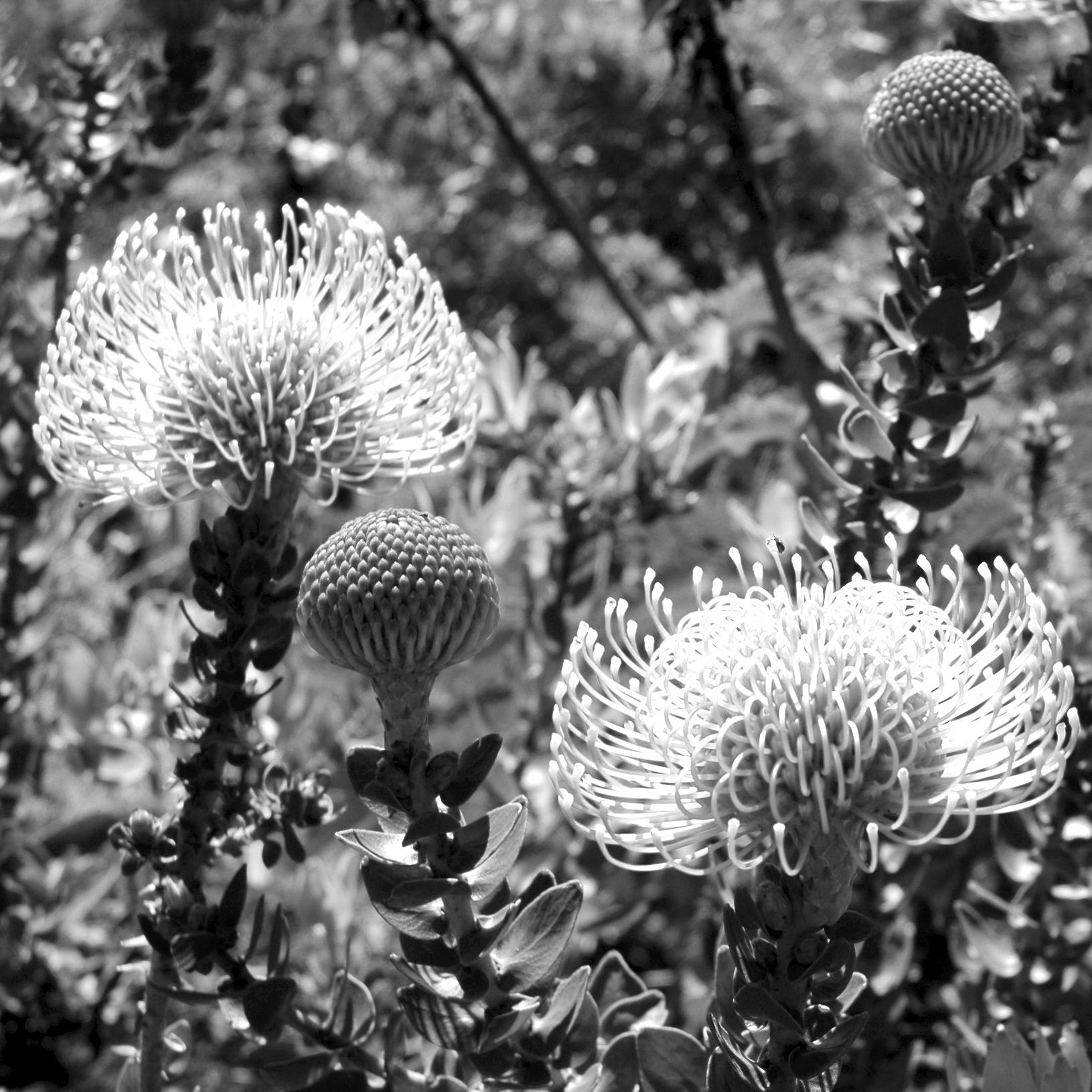 Black and white close up of protea in Kirstenbosch National Botanical Garden, Cape Town