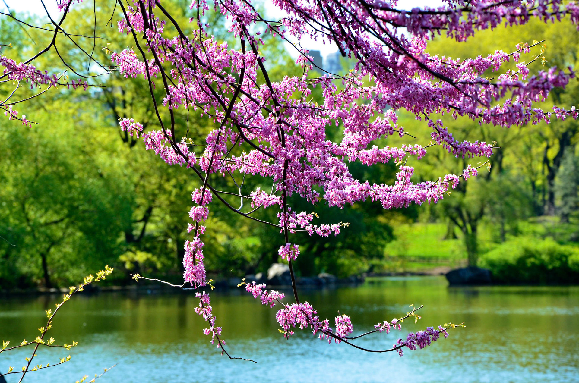 Pink blossom over a lake in Central Park, New York
