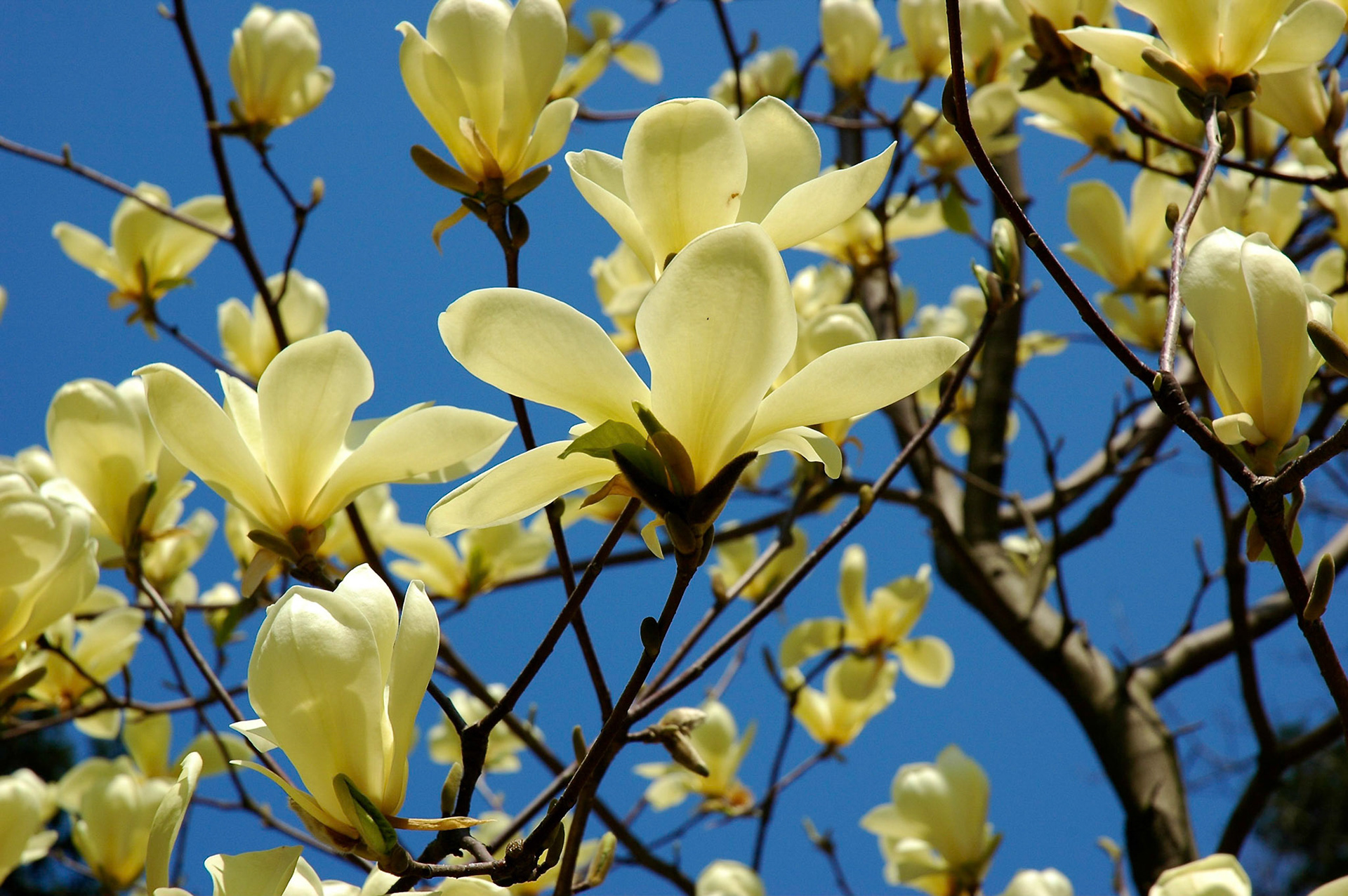 Yellow Magnolia in bloom against a blue sky