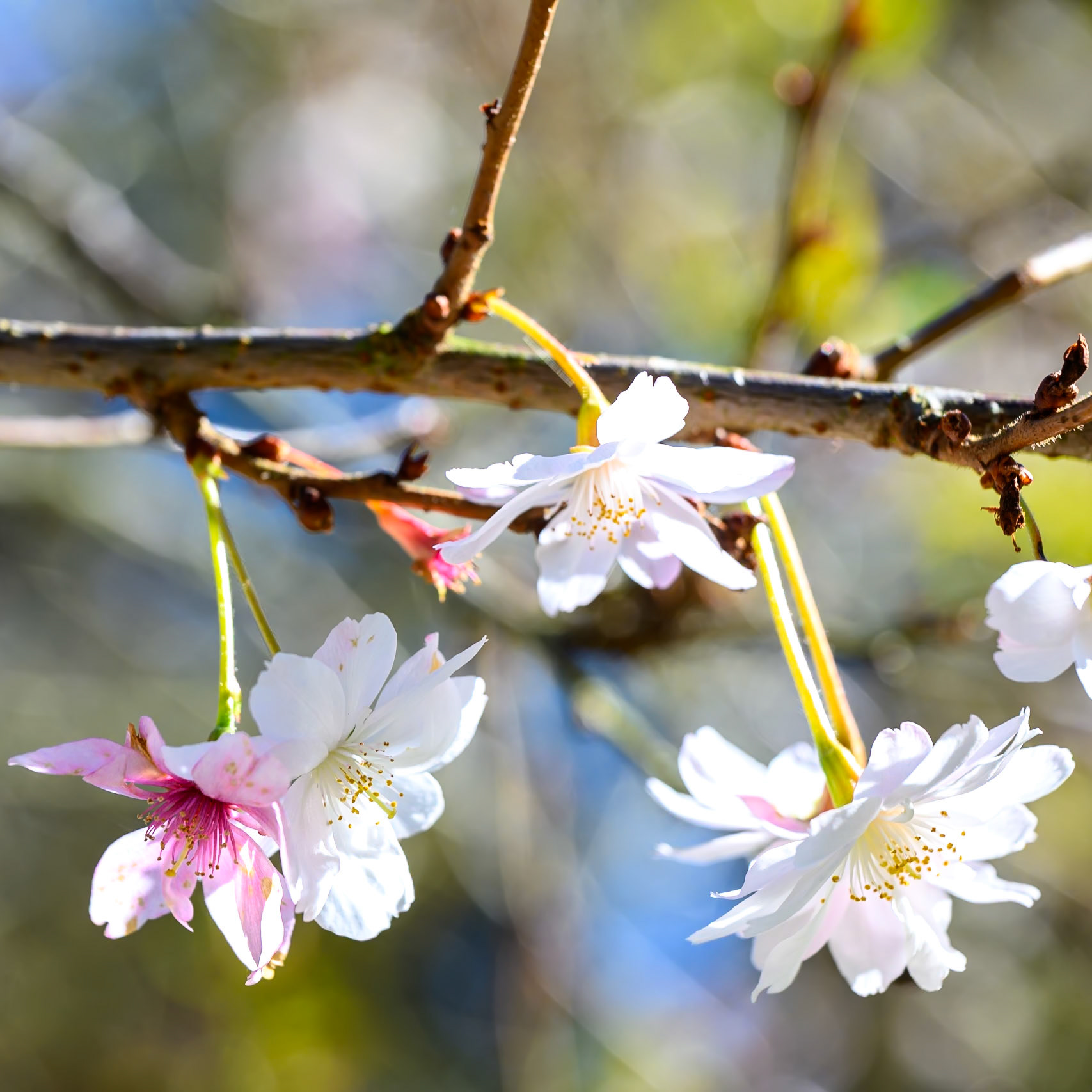 White cherry blossom hanging from a branch