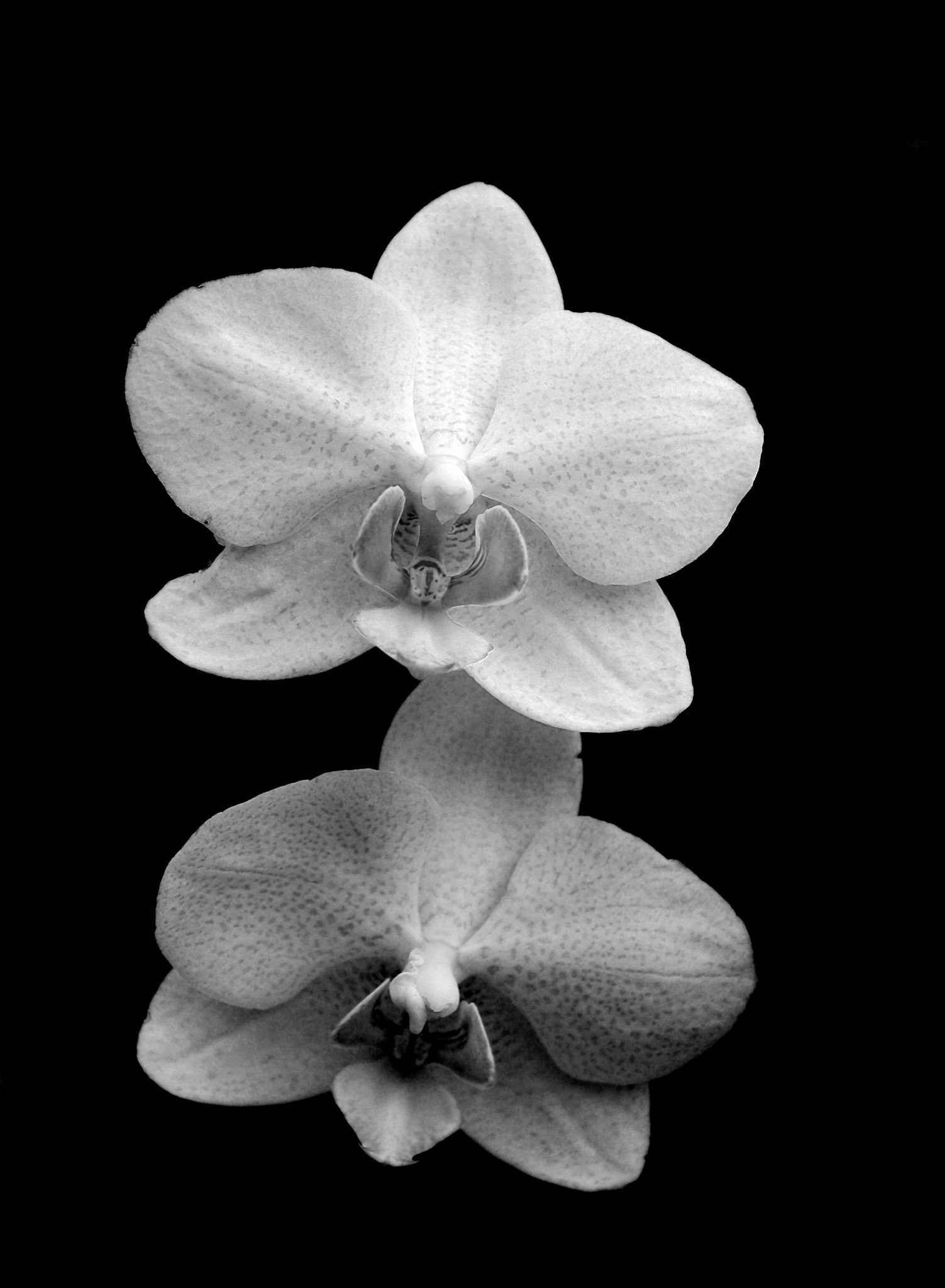 Close up of white orchids with black background