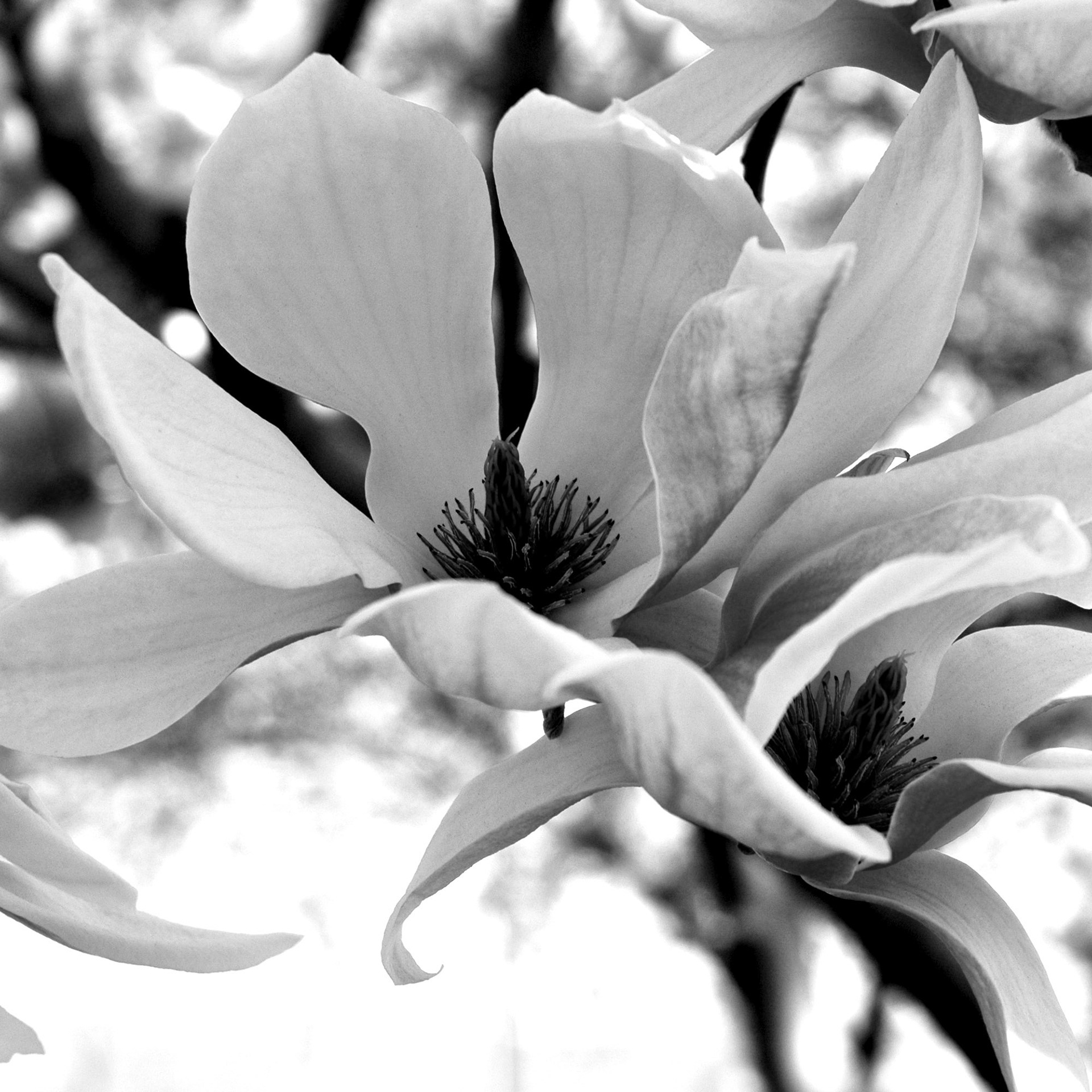 Magnolia in bloom, seen in black and white