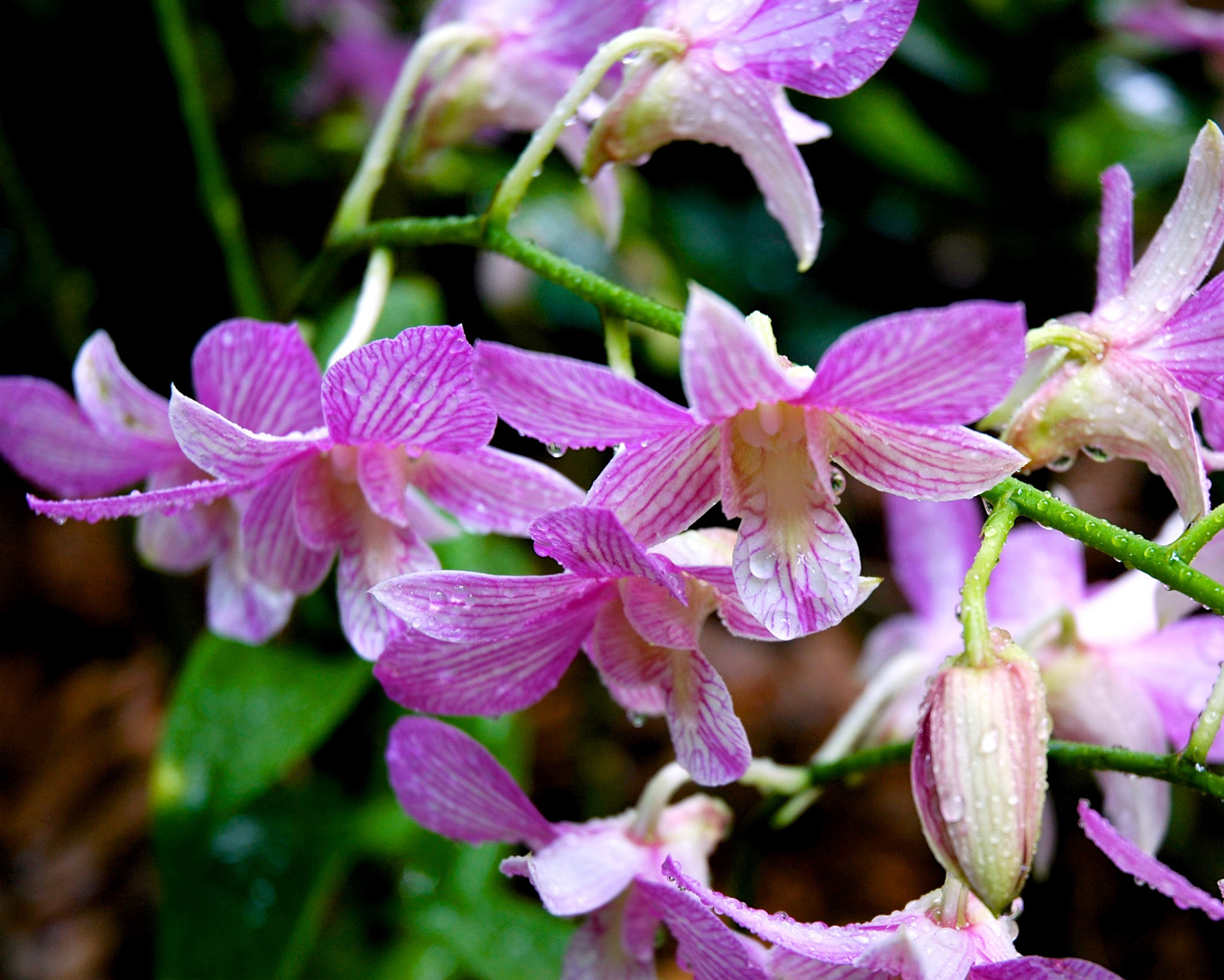 Close up of purple orchid with raindrops in the Singapore Botanic Gardens