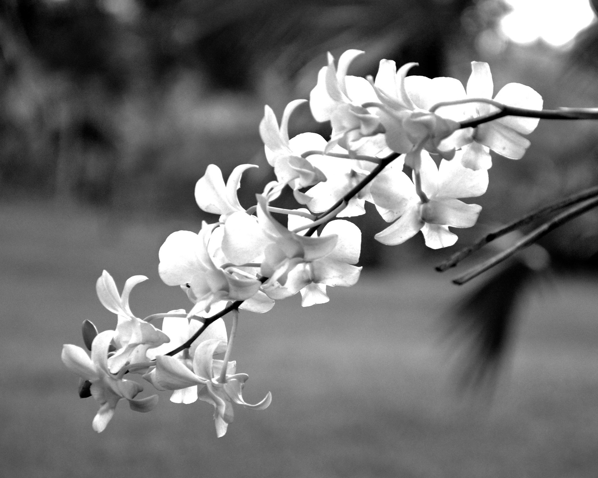 Black and white close up of orchid flowers